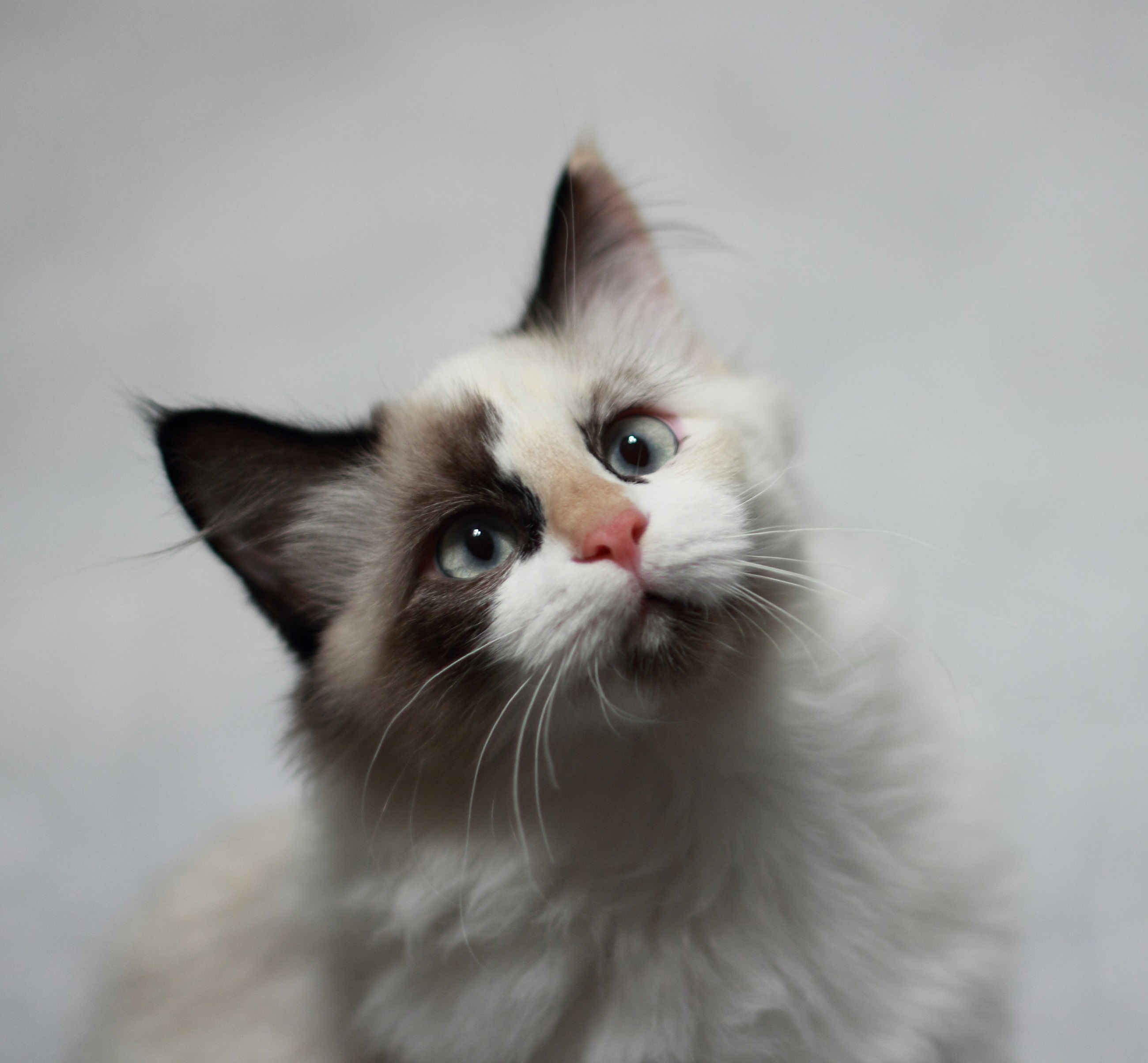 feline, kitten, mammal, contemplation, cute, animal head, kitty, indoors, face, one animal, long hair, animal body part, white, domestic Cat, young Animal, HD Wallpaper