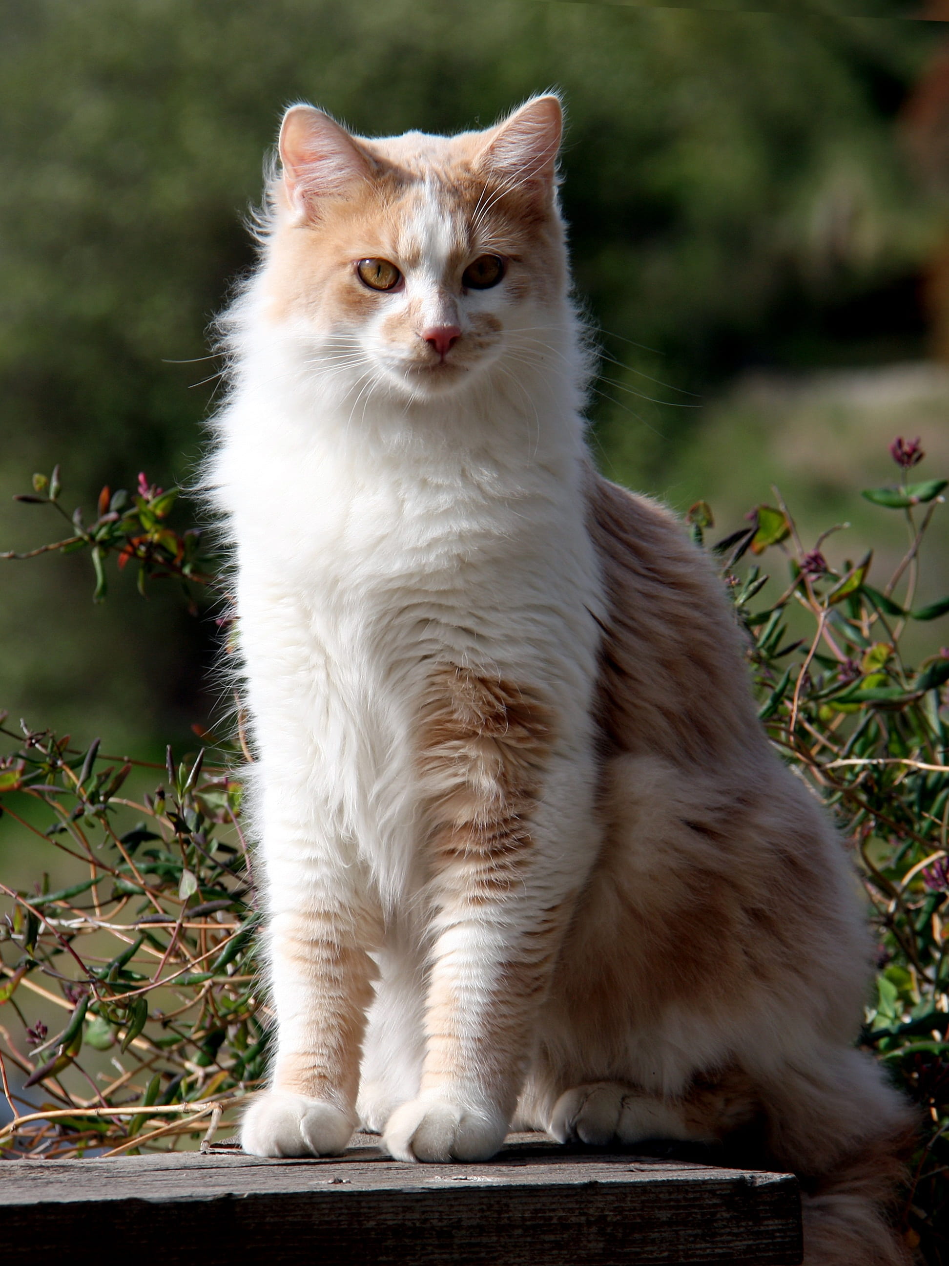 nature, domestic, animal, pets, amber eyes, domestic animals, whisker, feline, one animal, sitting, tawny, domestic cat, 2K, day, pink nose, plant, vertebrate, Phone HD Wallpaper