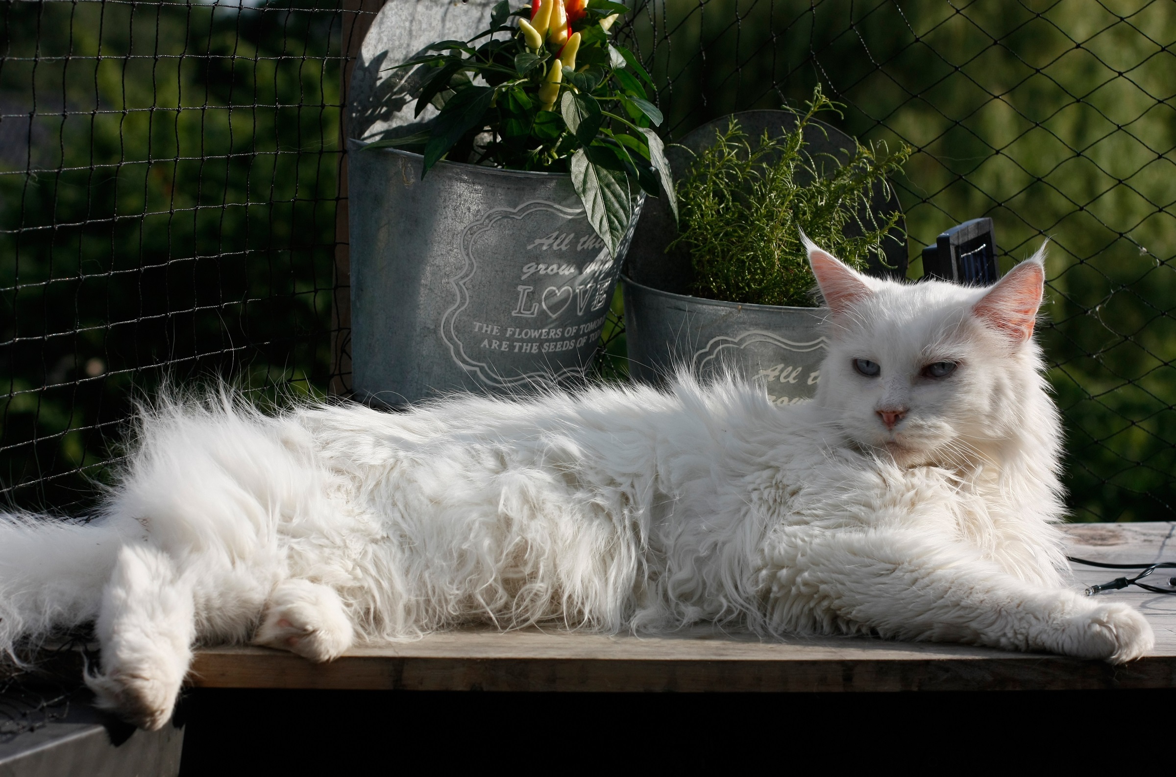 animal themes, adorable, fur, pets, wooden, ears, cute, pet, whiskers, feline, eyes, white, front or back yard, plant, long hair, 1080P, reclining, day, HD Wallpaper
