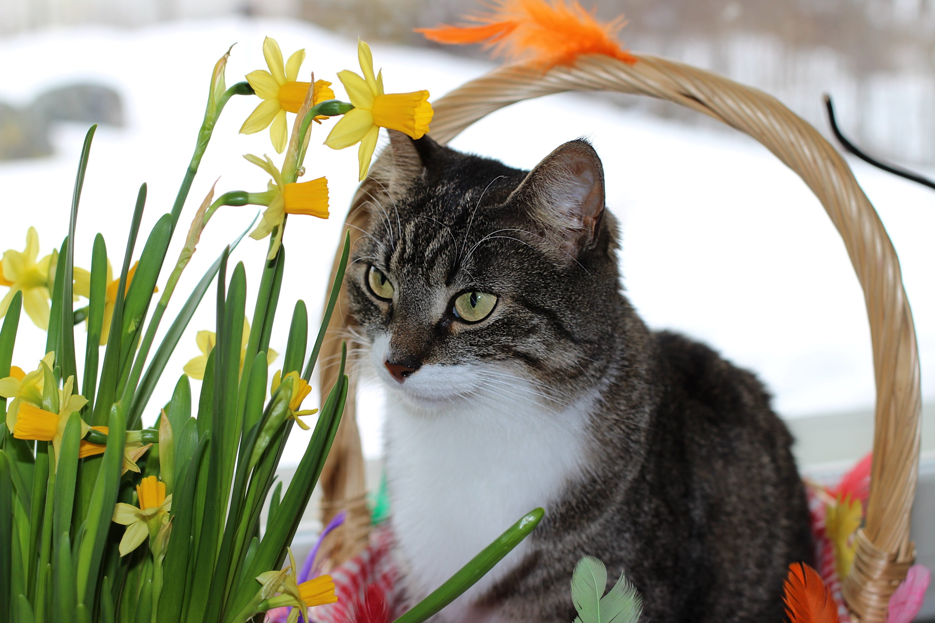 resting, kitty, paws, domestic cat, whiskers, outdoors, flower, 2K, pet, flowers, freshness, mammal, nature, jonquil, close, basket, looking, domestic, HD Wallpaper