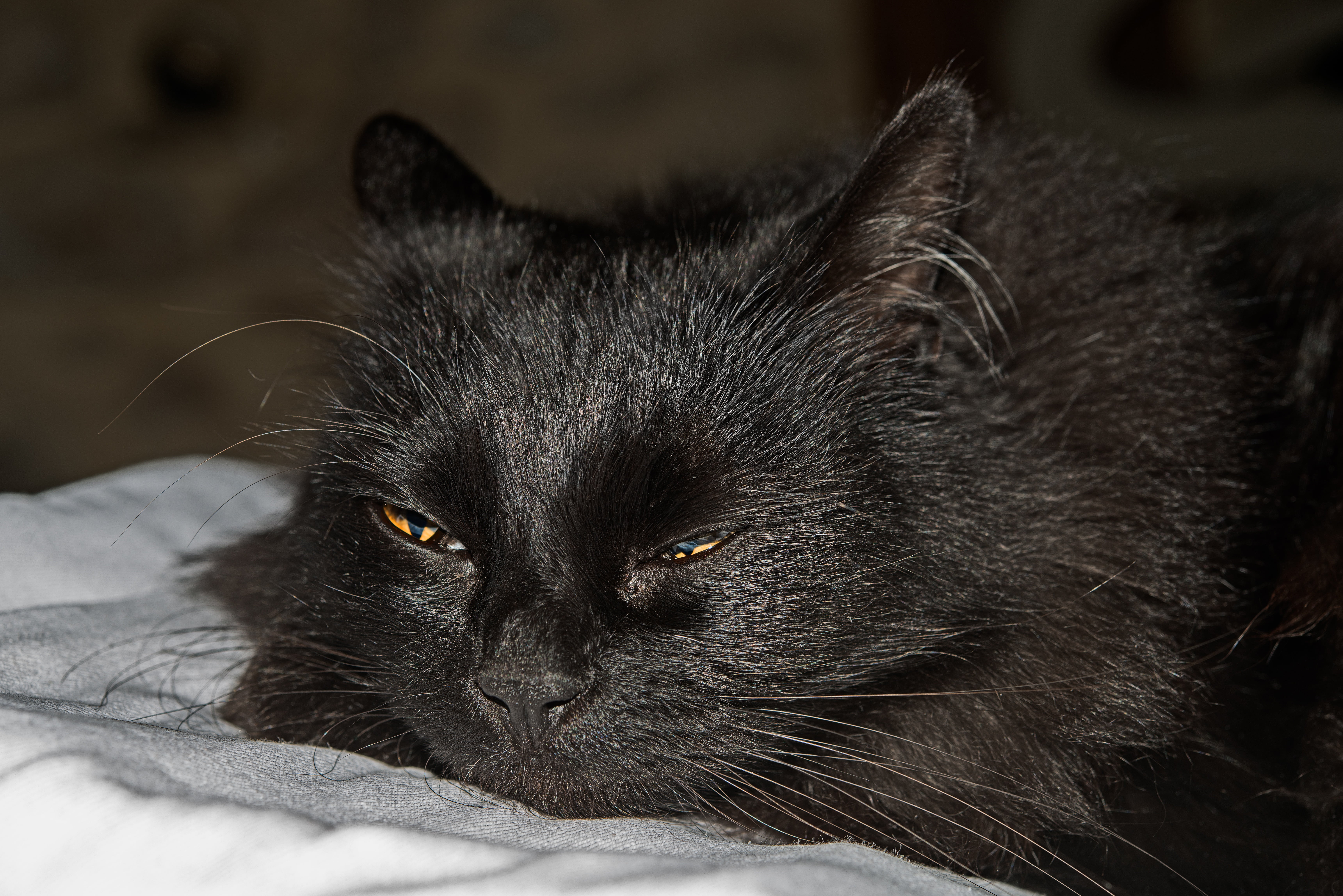 no people, 5K, european, mammal, focus on foreground, one animal, animal, feline, domestic animals, domestic cat, black color, yellow eyes, close-up, animal head, HD Wallpaper