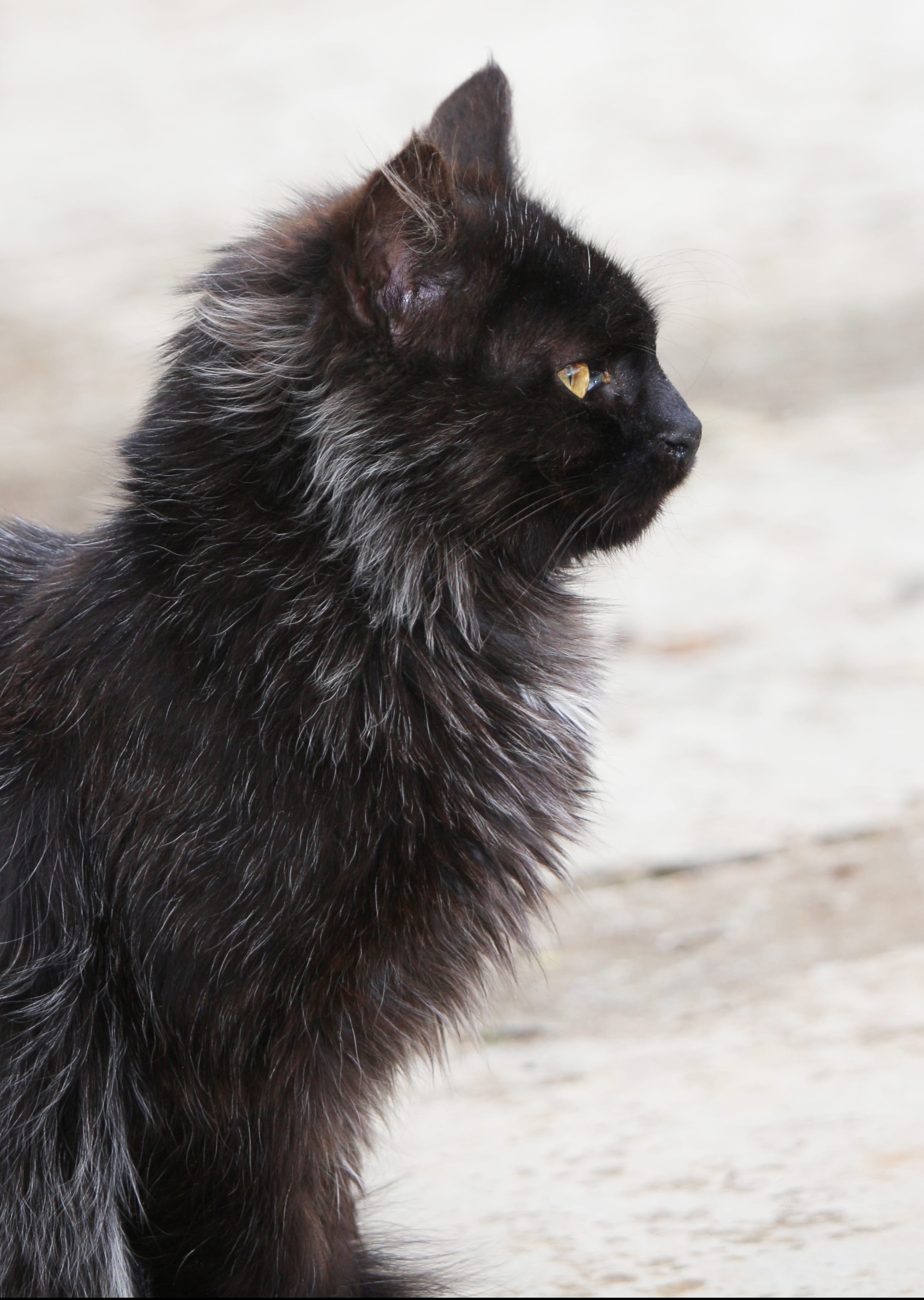 black color, black cat, feline, one animal, long haired, 2K, animal themes, vertebrate, animal, kitten, pets, field, cat, nature, land, fur, domestic animals, Phone HD Wallpaper