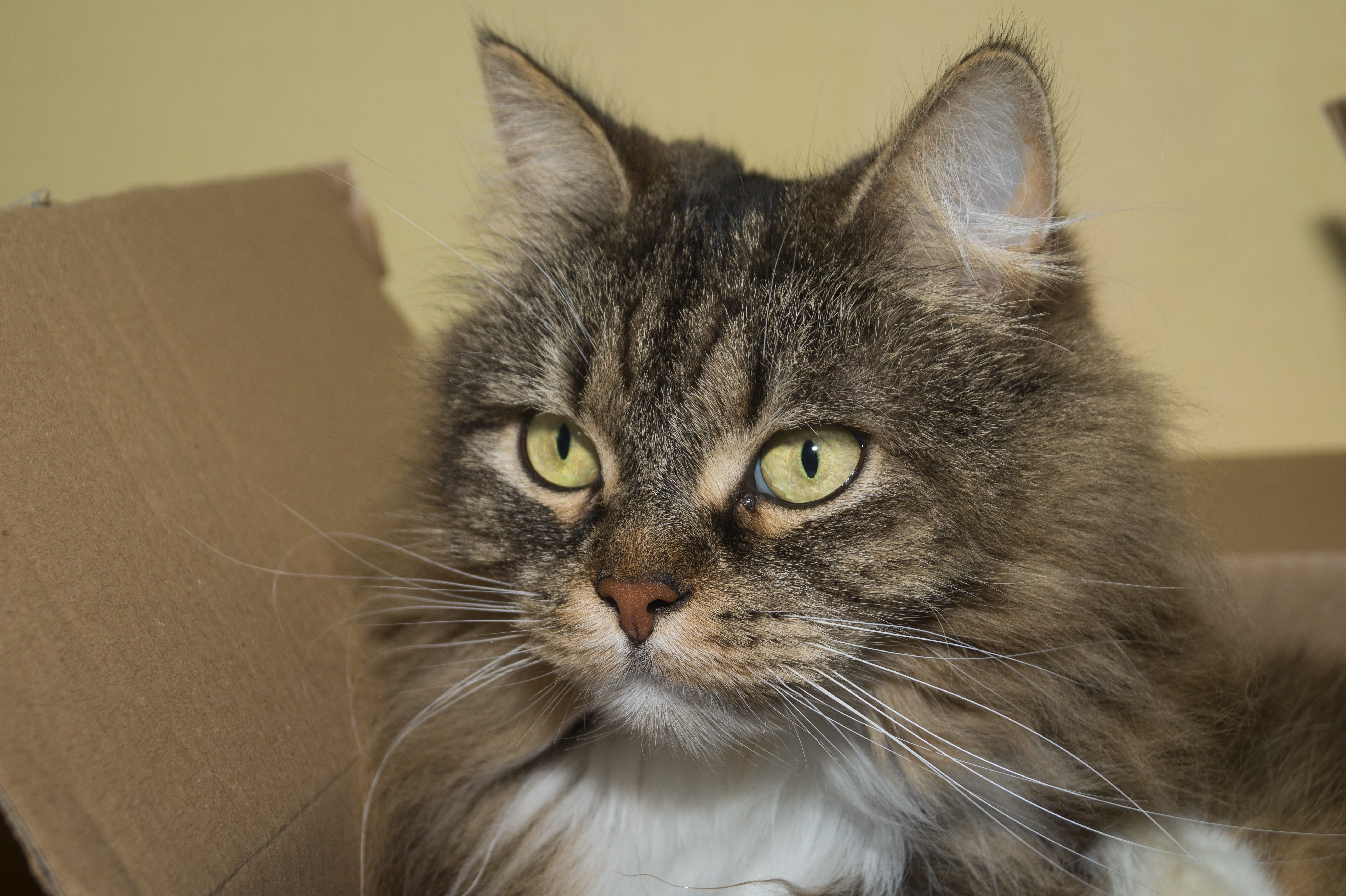 sweet, domestic animals, close-up, mieze, cardboard, domestic, looking at camera, 5K, cute, cat, norwegian forest cat, animal, focus on foreground, domestic cat, HD Wallpaper