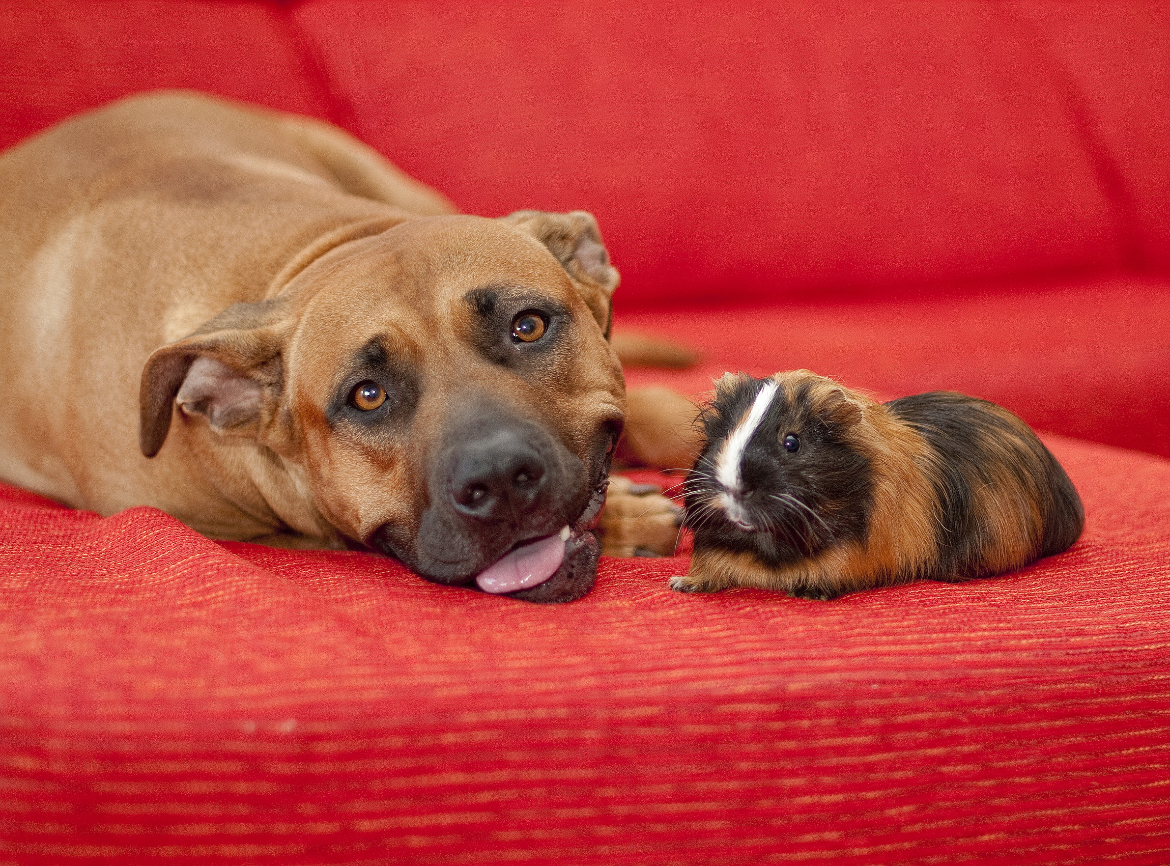 friends, domestic animals, animal themes, relaxing, brown, 1080P, puppy, happy, domestic, black, animal, friendship, vertebrate, indoors, canine, pig, HD Wallpaper