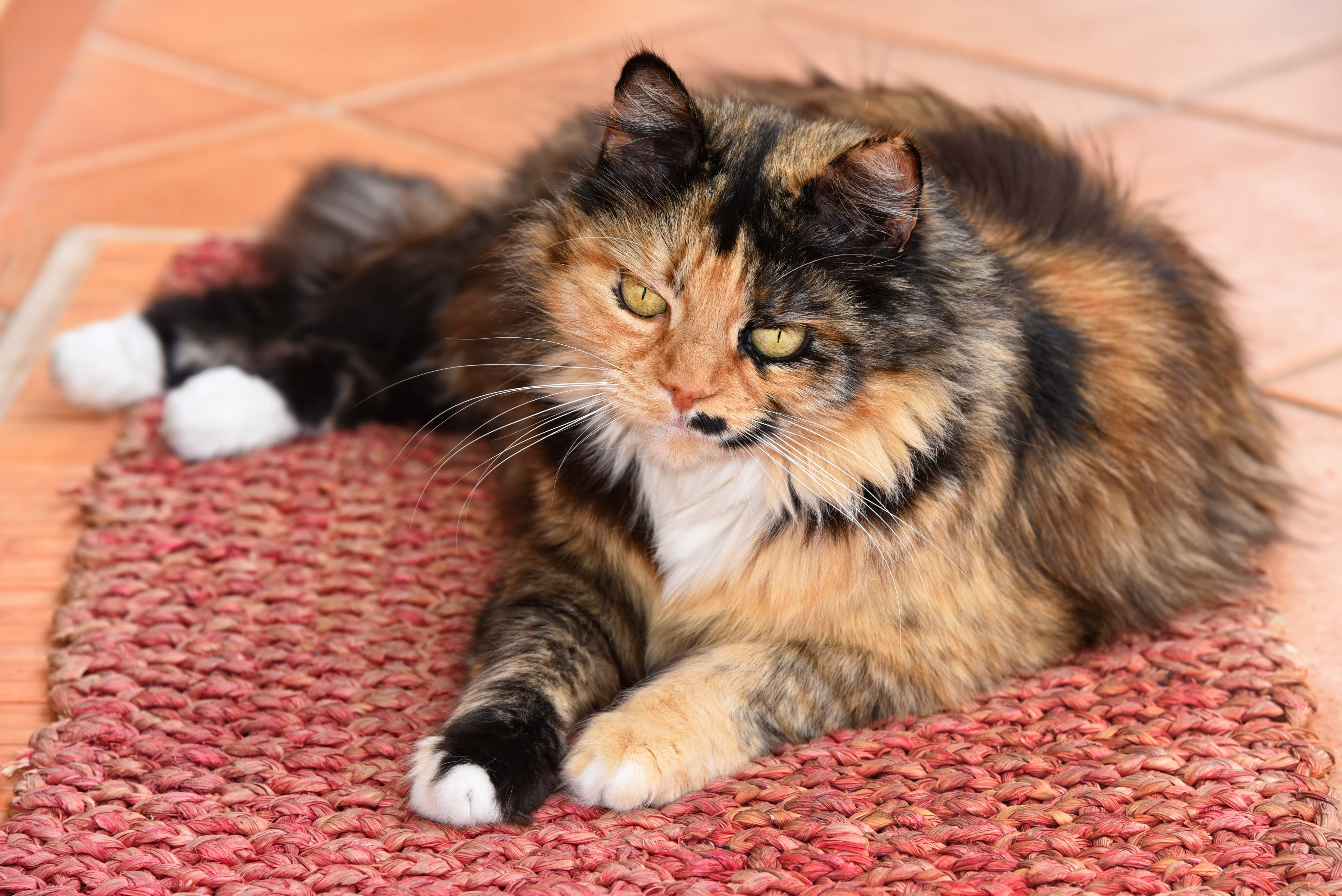 feline, long haired cat, animal themes, no people, close-up, whisker, calico, doormat, 5K, eyes, relaxation, pets, paw, indoors, one animal, domestic, HD Wallpaper