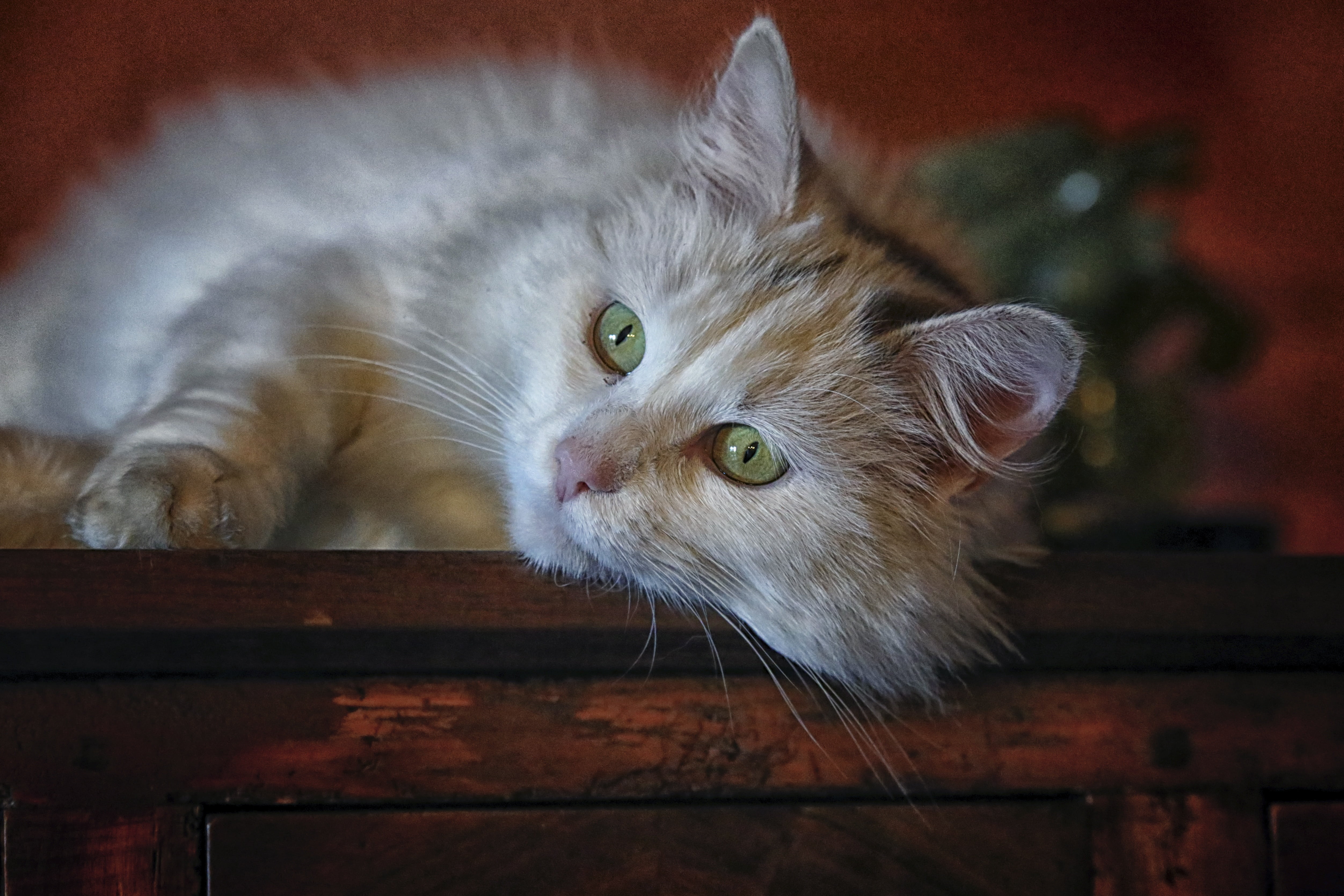 long-haired cat, whisker, fur, brown, close-up, focus on foreground, feline, animal eye, yellow eyes, cat eyes, gray, animal head, cabinet, domestic animals, HD Wallpaper