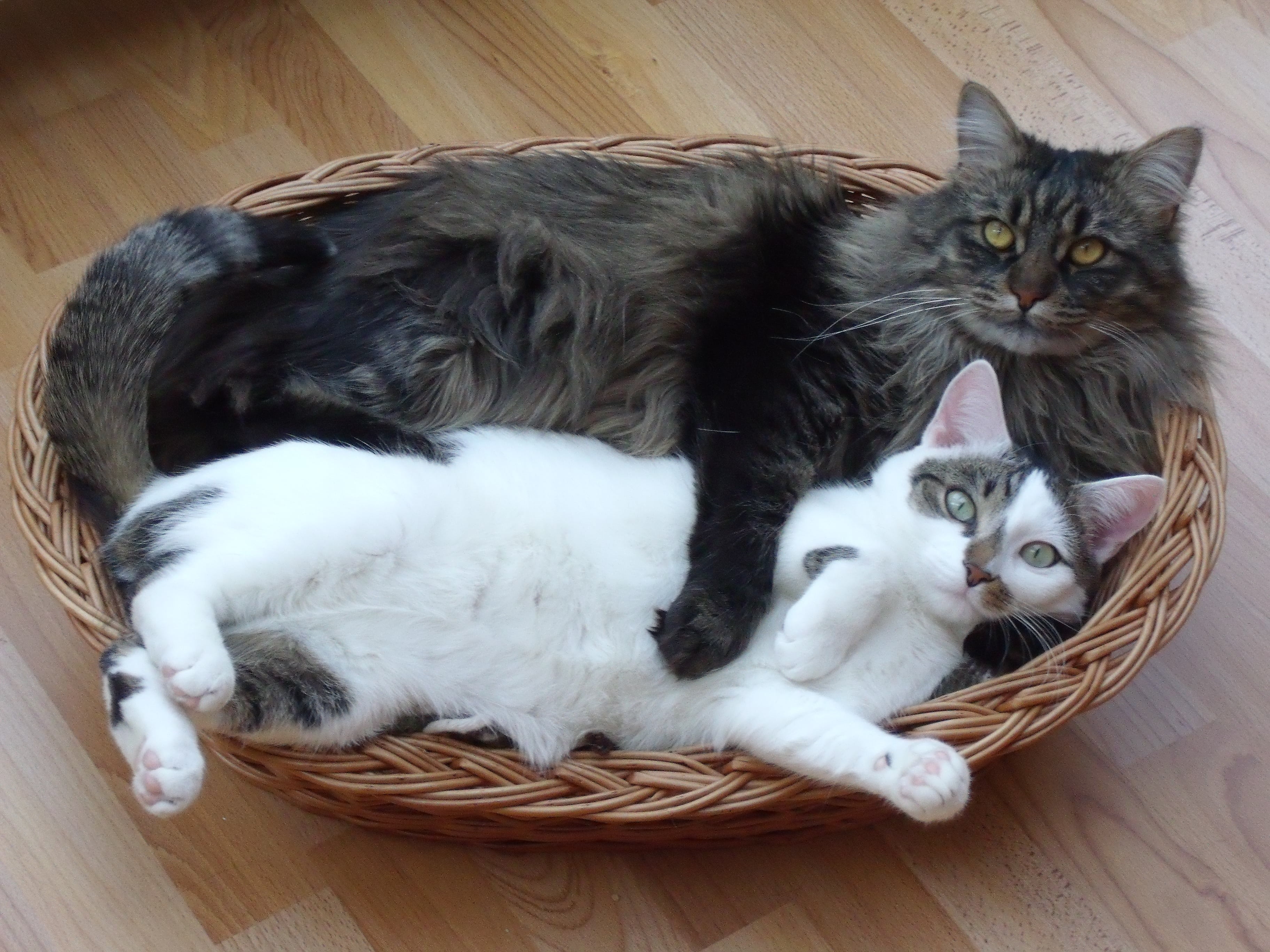 brown, portrait, animal, maine, pets, gray, animal family, group of animals, 2K, vertebrate, domestic Cat, feline, pet, indoors, long-haired cat, kitten, HD Wallpaper