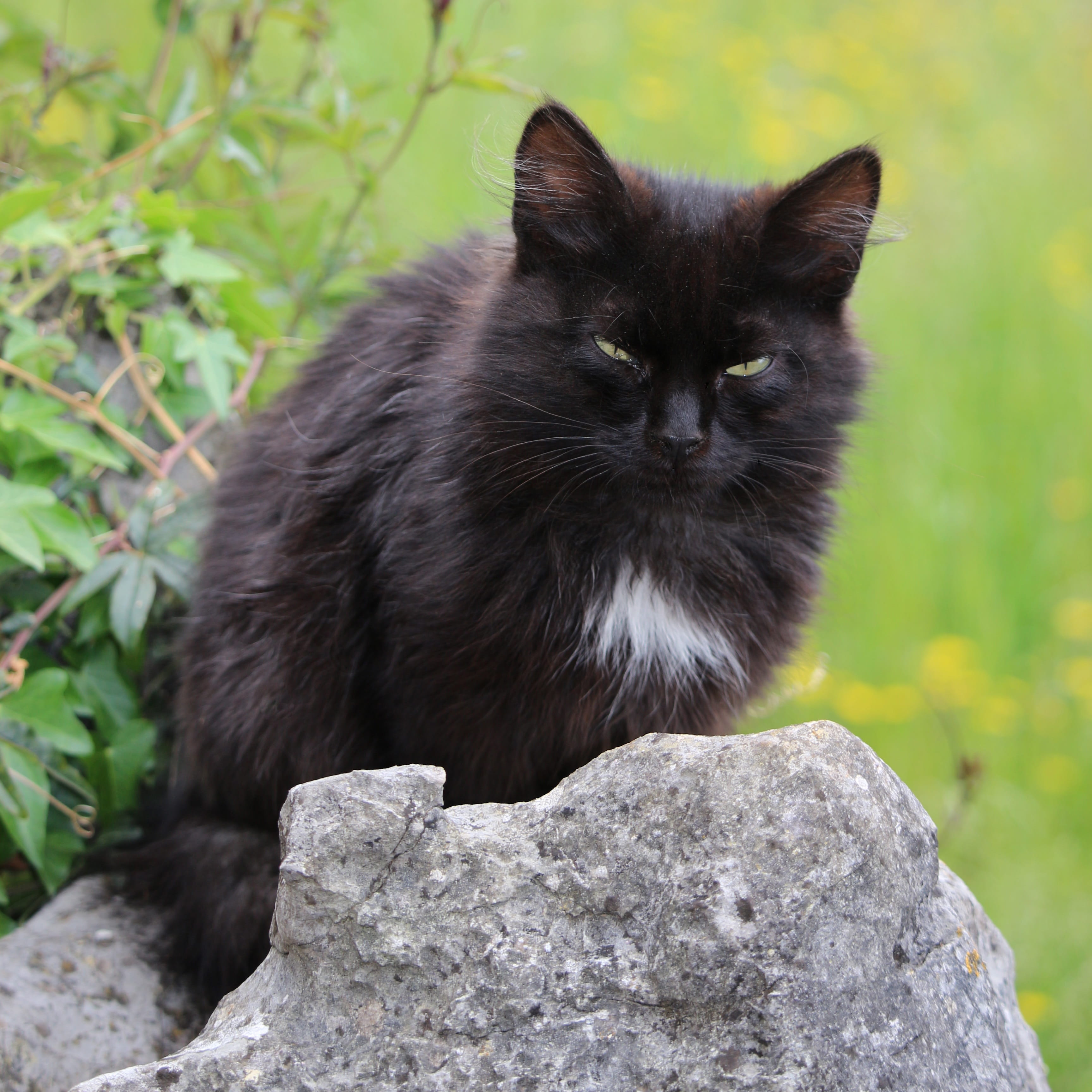 2K, cat, portrait, animal, pet, rock, day, long haired, focus on foreground, black cat, kitty, solid, feline, domestic, fur, kitten, animal themes, domestic animals, Phone HD Wallpaper