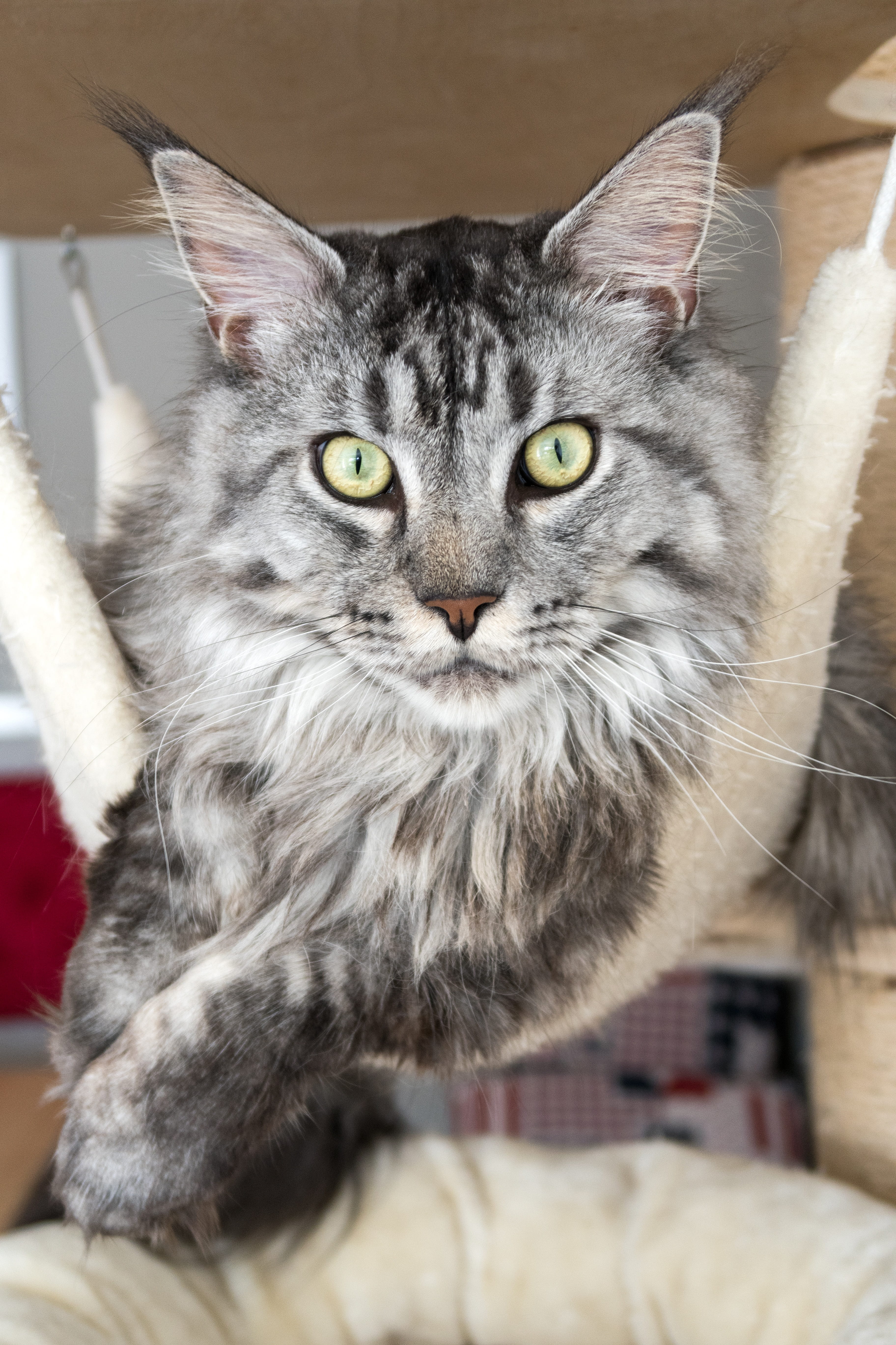 one animal, close up, feline, close-up, domestic, no people, animal body part, maine coon cat, tabby, fur, whisker, cat, animal, looking at camera, vertebrate, Phone HD Wallpaper