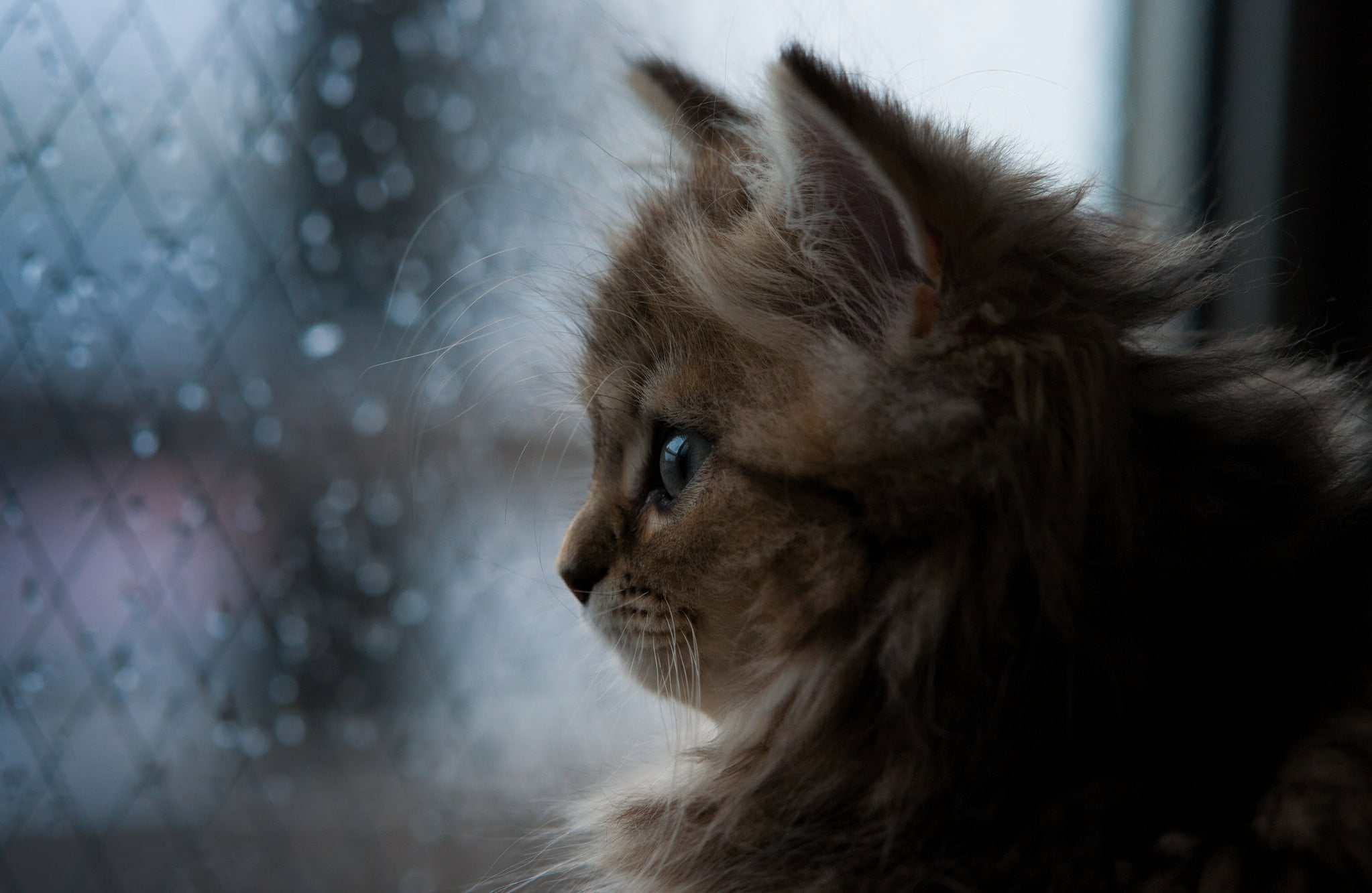 looking, mammal, focus on foreground, fluffy, no people, paw, tabby, small, nature, beautiful, orange, domestic, persian cat, one Animal, day, fur, close-up, HD Wallpaper