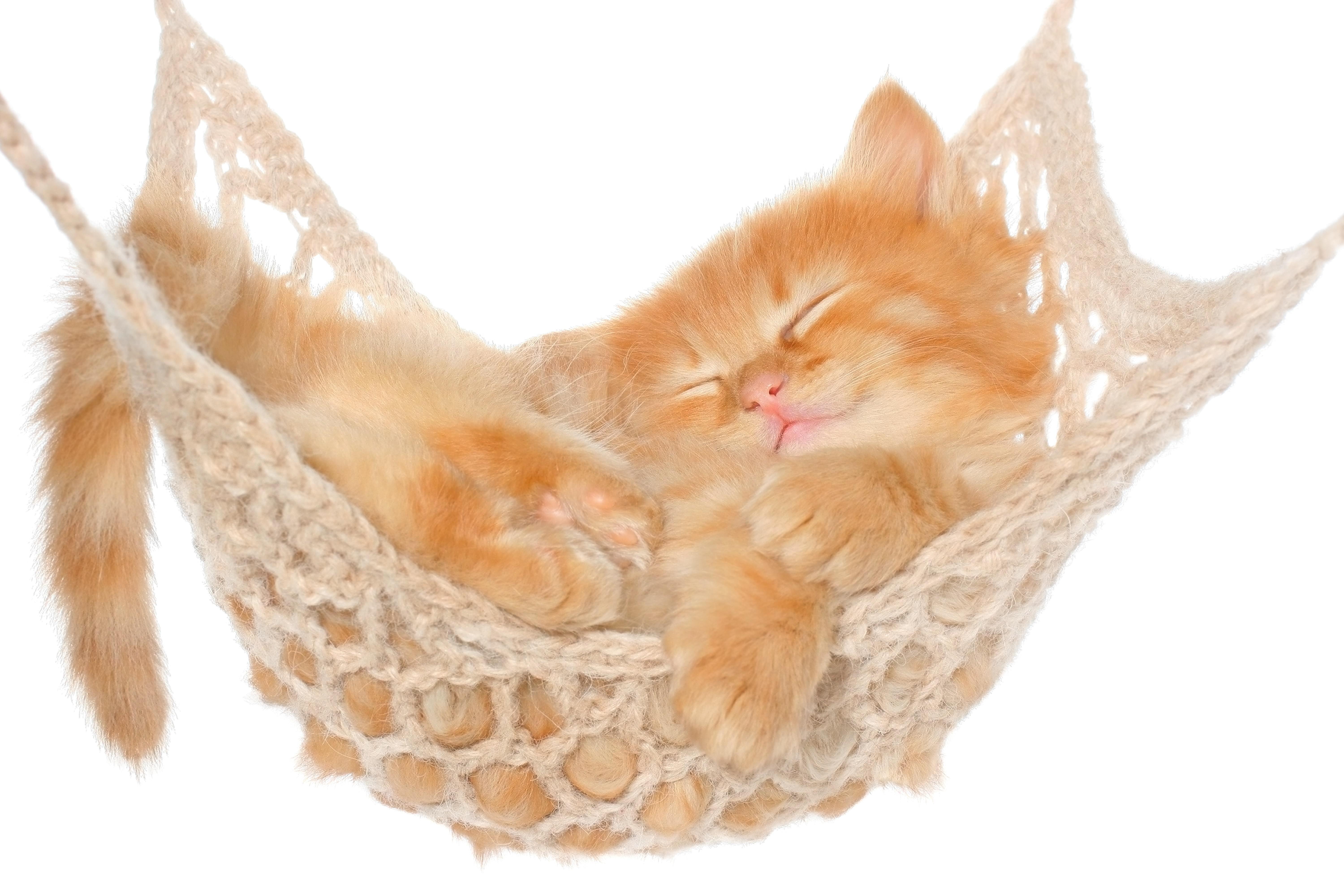 hammock, cat, kitten, 5K, fluffy, red, HD Wallpaper