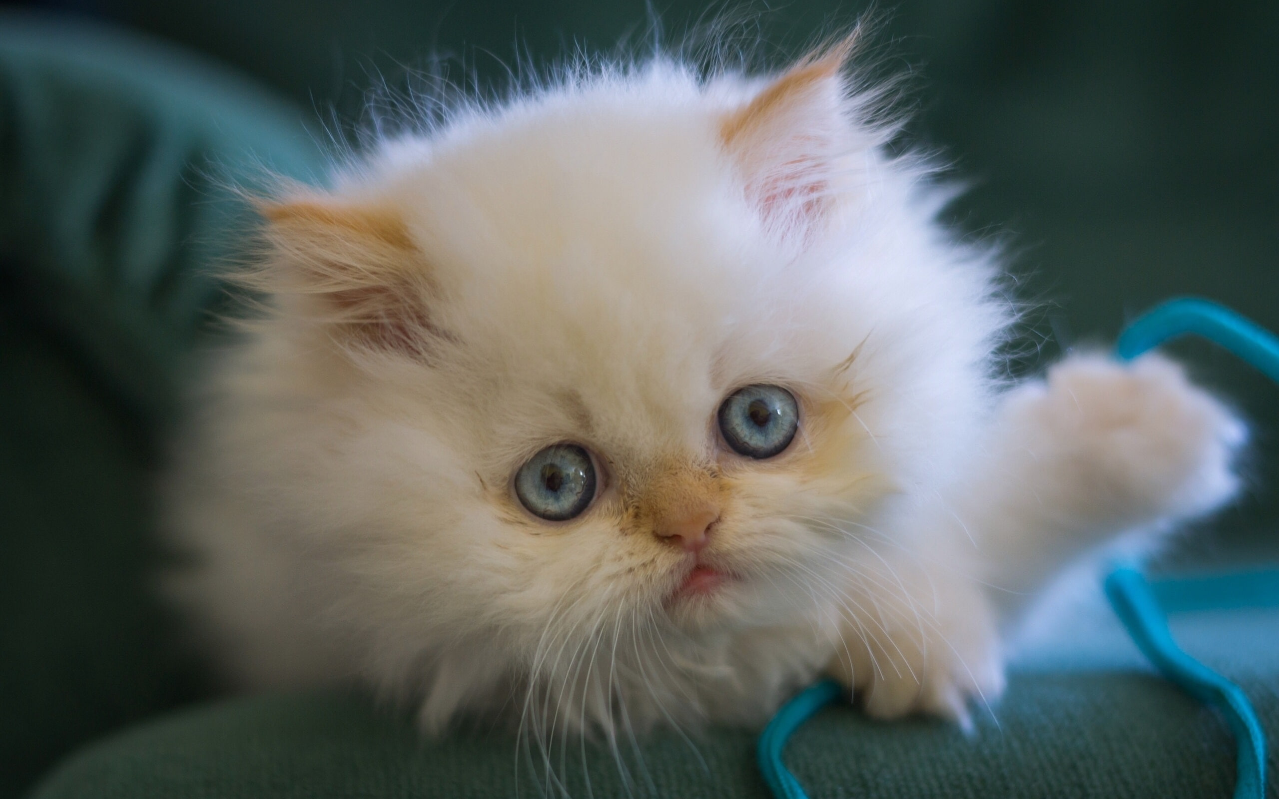 Fluffy, Kitten, White, 2K, Blue, Eyes, HD Wallpaper