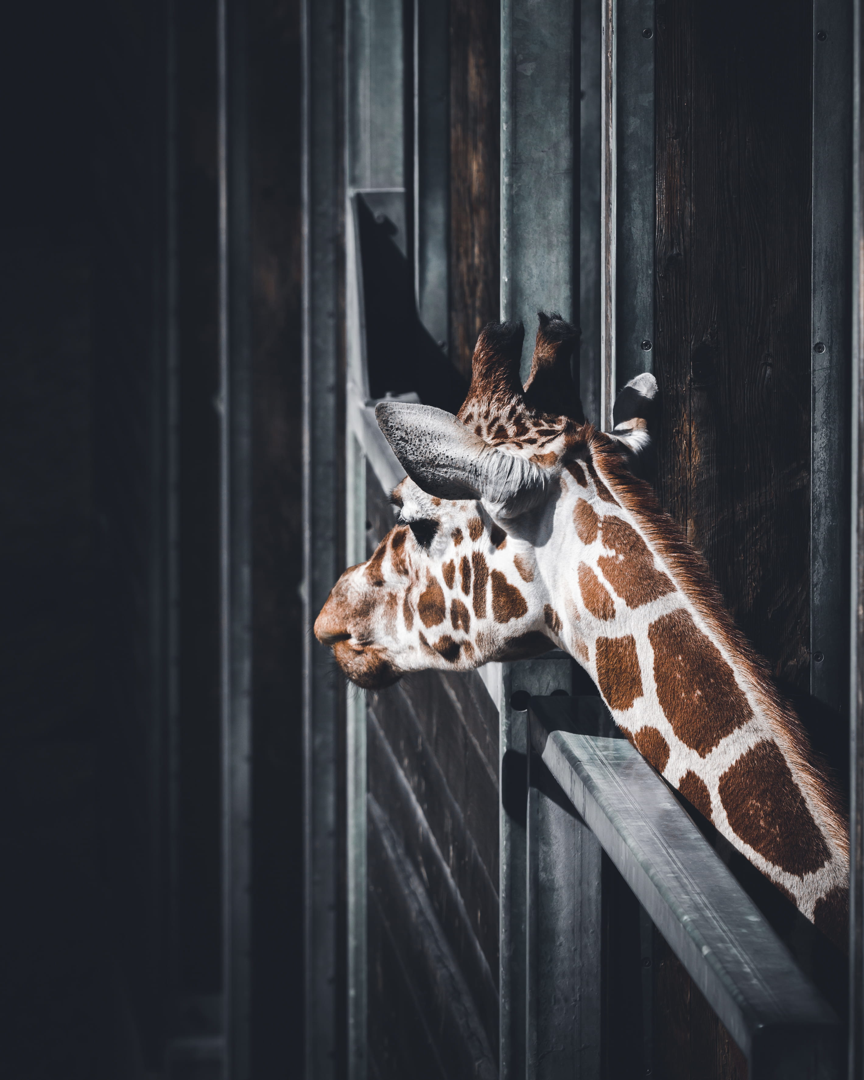 focus, no people, domestic, neck, indoors, pets, head, african, safari, relaxation, mood, 2K, feline, symetrical, domestic animals, vertebrate, wood - material, Phone HD Wallpaper