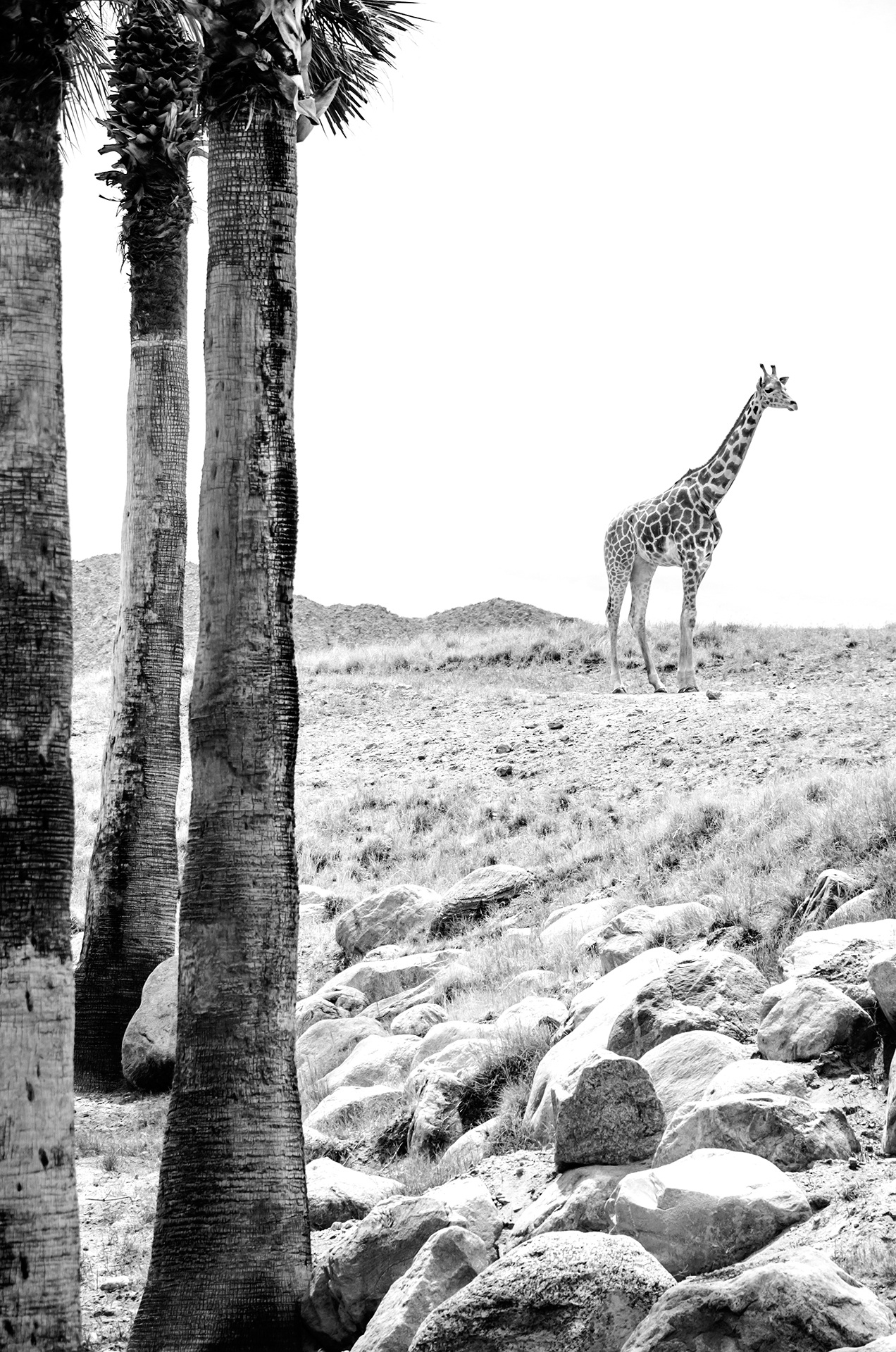 plant, tree, safari, vertebrate, herbivorous, black And White, field, cute, nature, tree trunk, pattern, 1080P, wildlife, animal, sky, animal Themes, photography, Phone HD Wallpaper