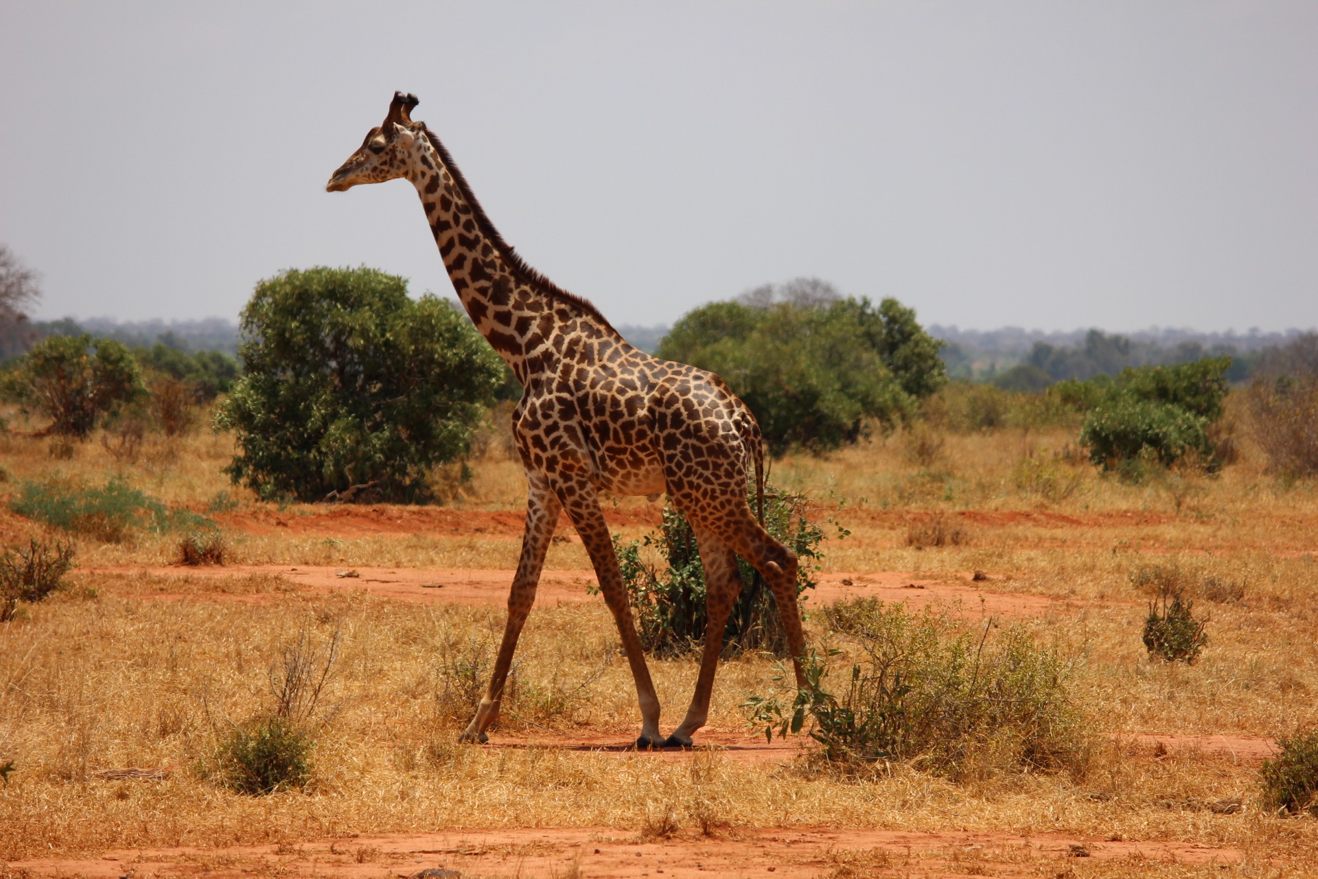 plain, safari, wilderness Area, outdoors, 1080P, field, kenya, east Africa, animal, side view, national Park, savanna, herbivorous, vertebrate, wildlife Reserve, HD Wallpaper