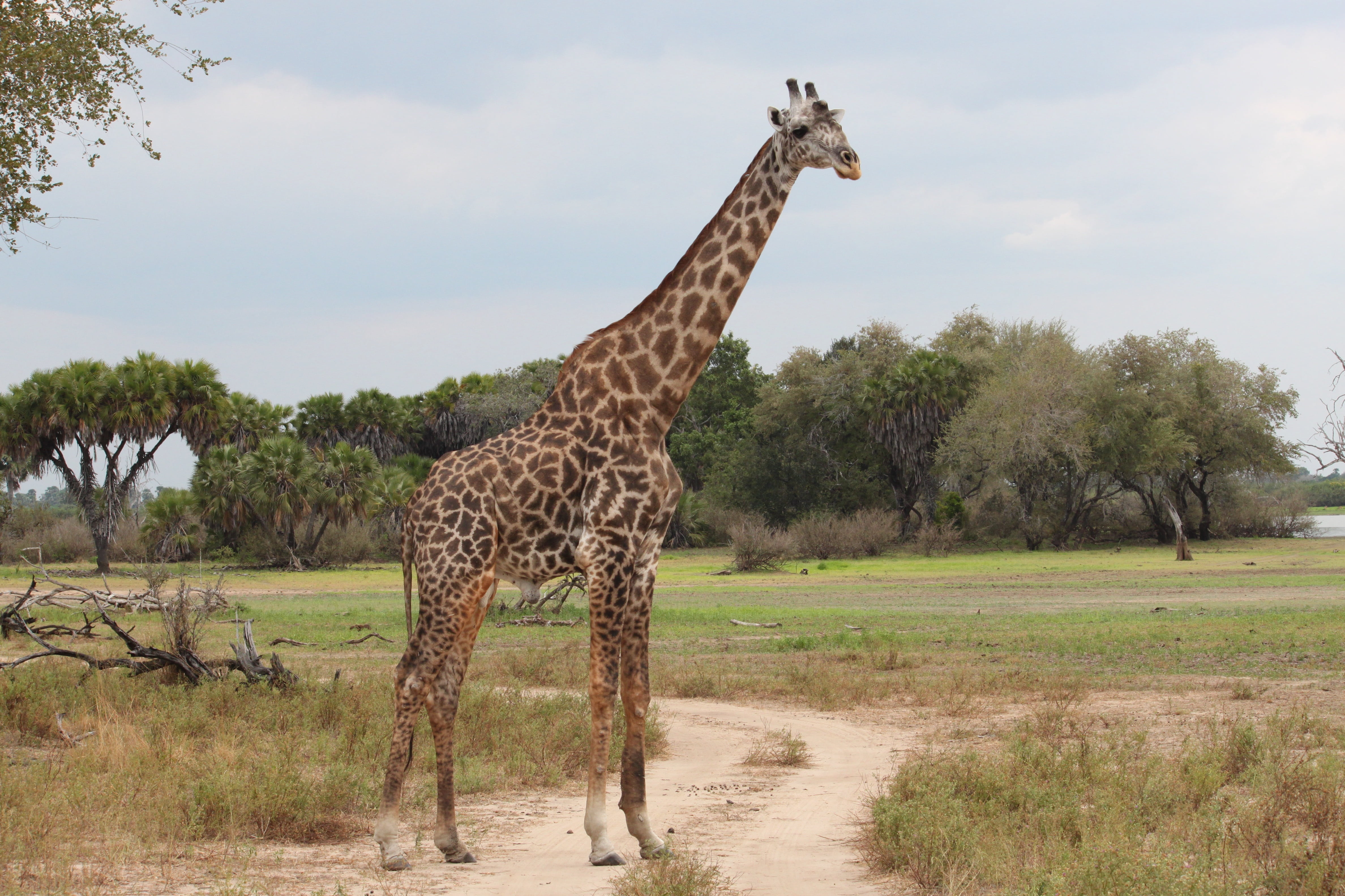 africa, plain, tanzania, outdoors, grass, tree, near, standing, vertebrate, wildlife Reserve, green, no people, day, national Park, giraffe, safari Animals, HD Wallpaper