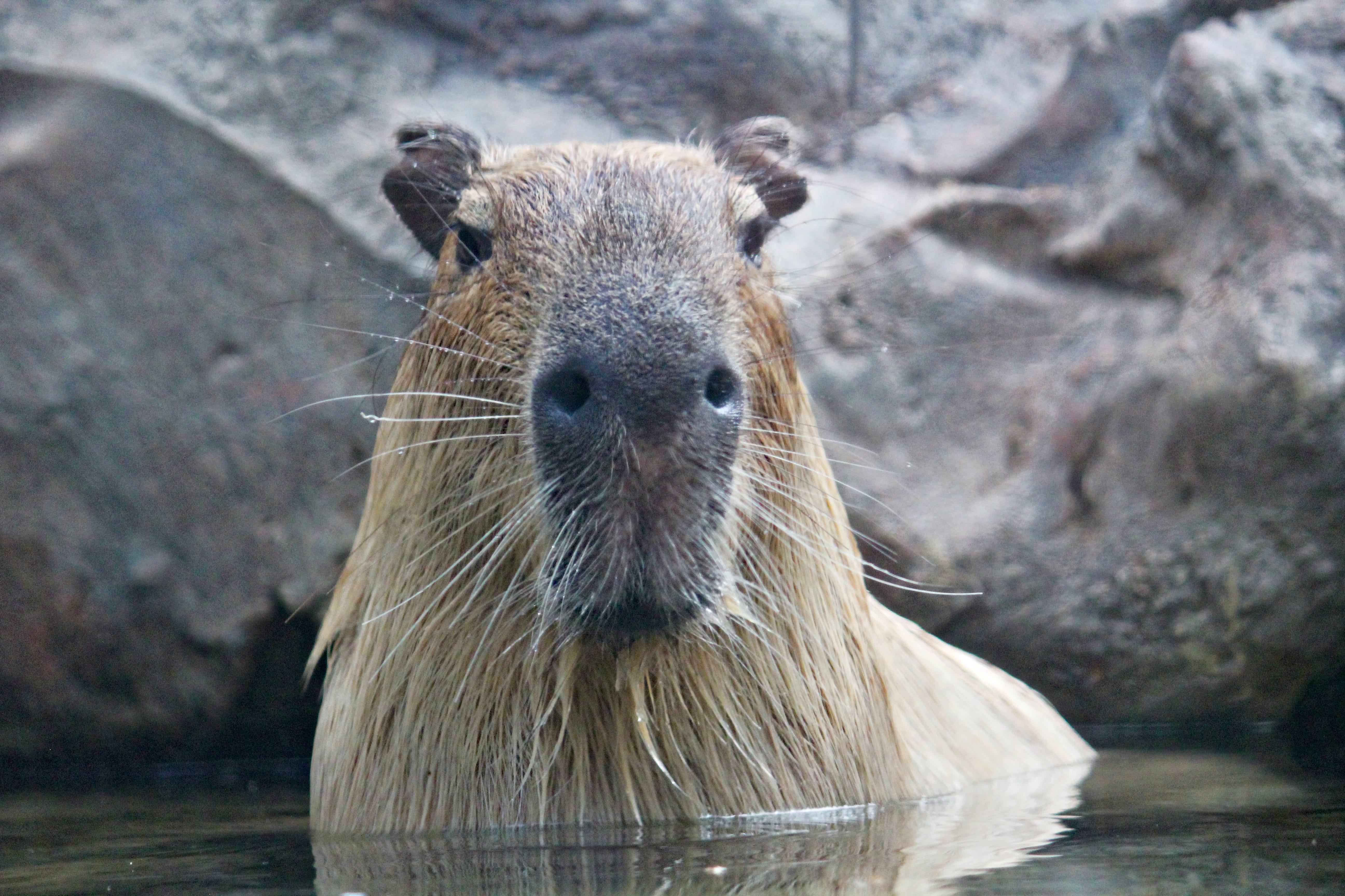 animal head, 5K, water, large, mammal, one animal, muzzle, animal, head, looking at camera, focus on foreground, animal themes, nature, animal wildlife, HD Wallpaper