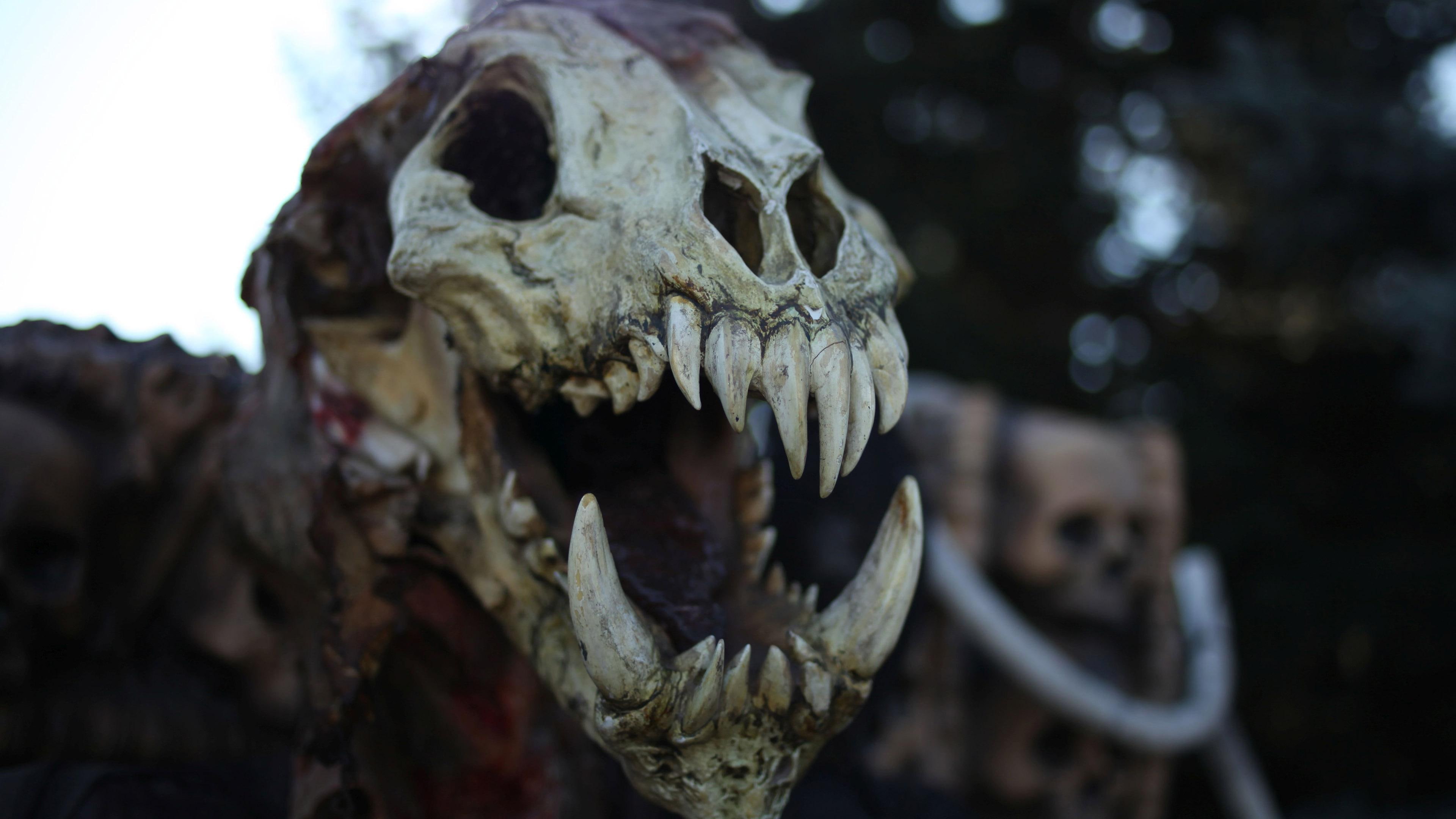 photography, head, 4K, dinosaur, bone, 3840x2160, white, skeleton, animal, HD Wallpaper