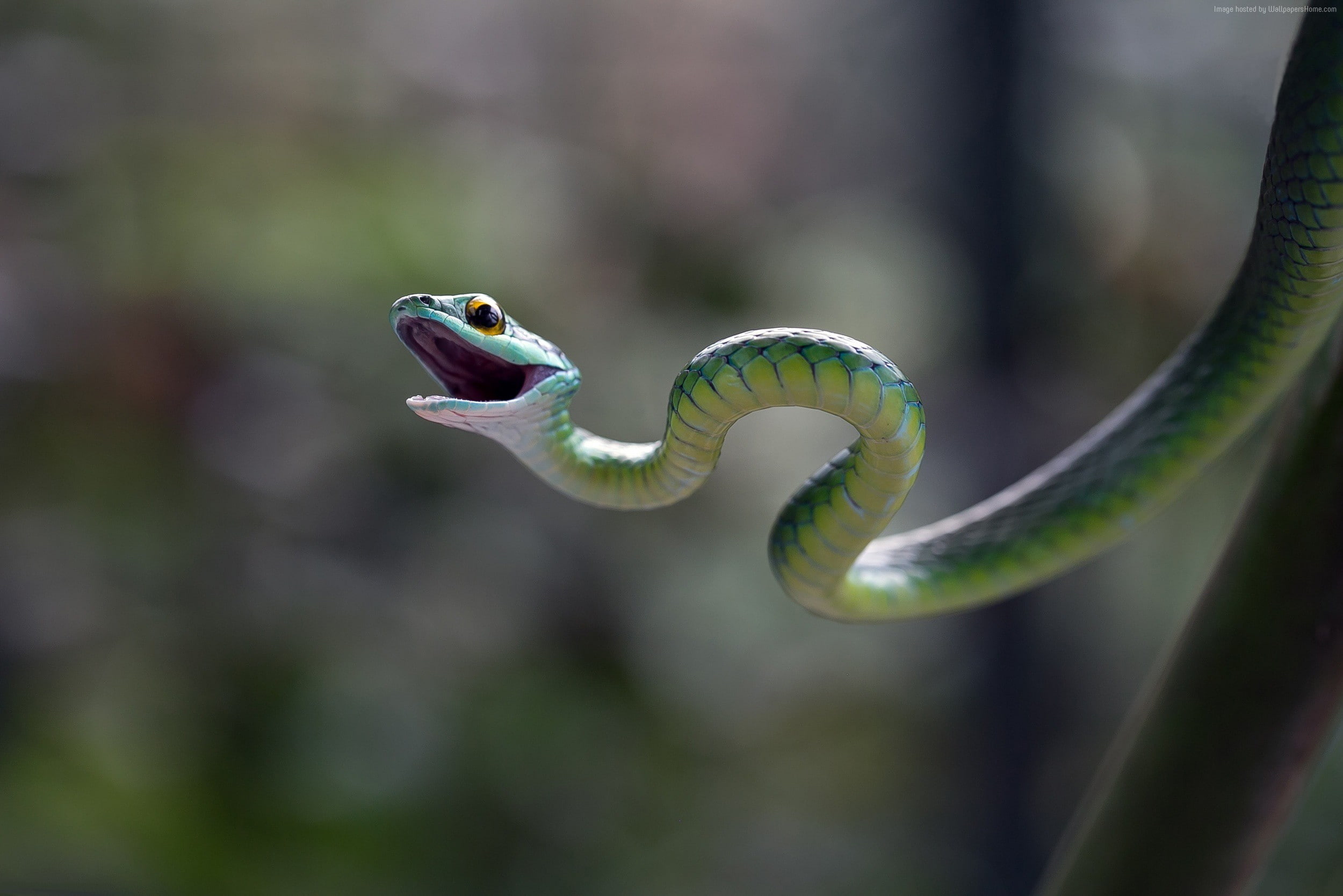 1080P, snake, blur, macro, Eastern green mamba, HD Wallpaper