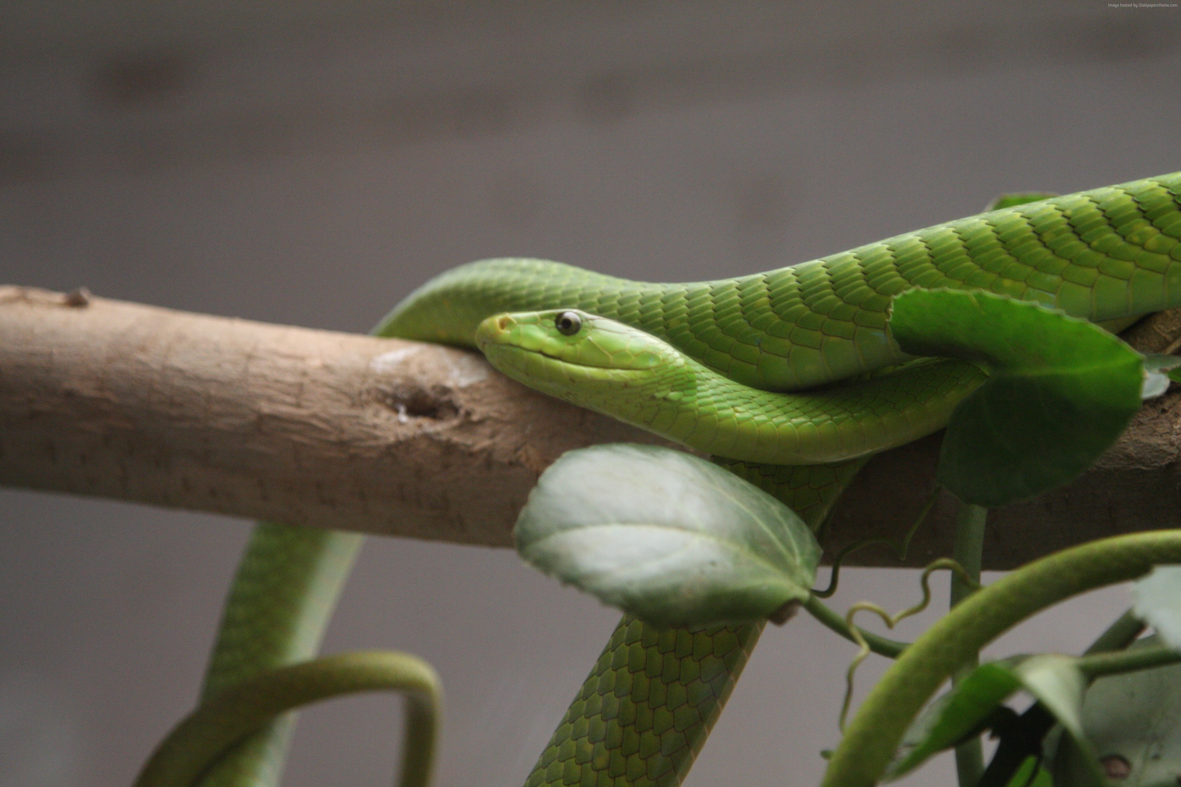 tourism, leaves, tree, USA, LA, zoo, travel, snake, New Orlean, Green mamba, 4K, HD Wallpaper