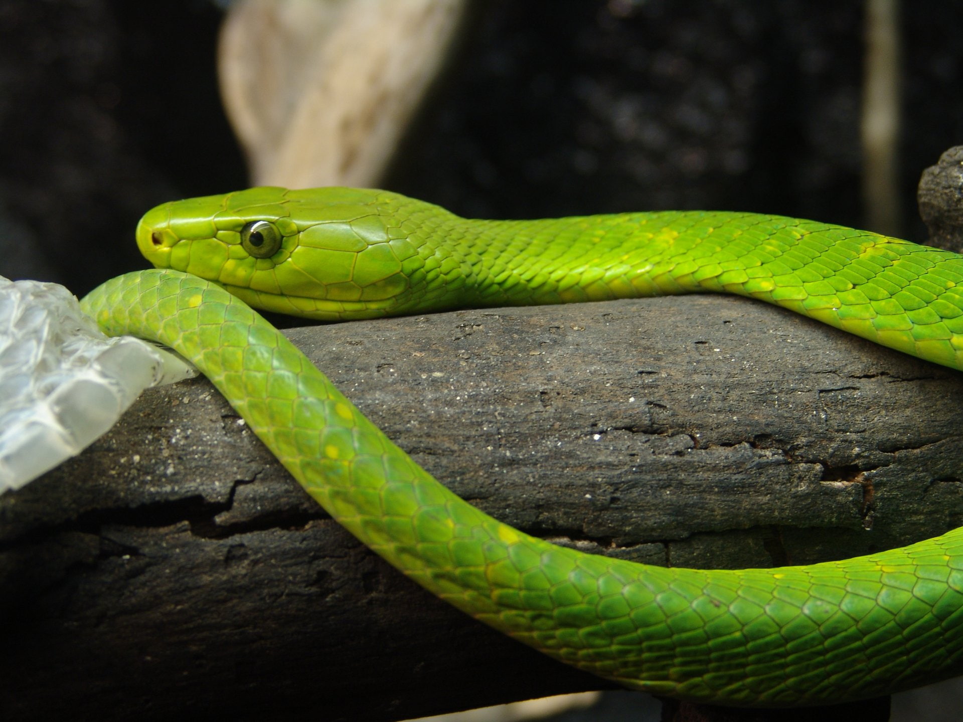 Animal, Eastern green mamba, 1080P, HD Wallpaper