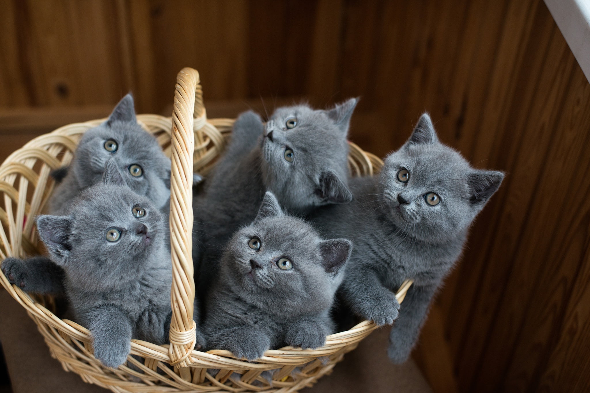 container, animal family, 1080P, cat, togetherness, domestic, animal, wood - material, baskets, basket, animal themes, animal wildlife, animals, mammal, HD Wallpaper