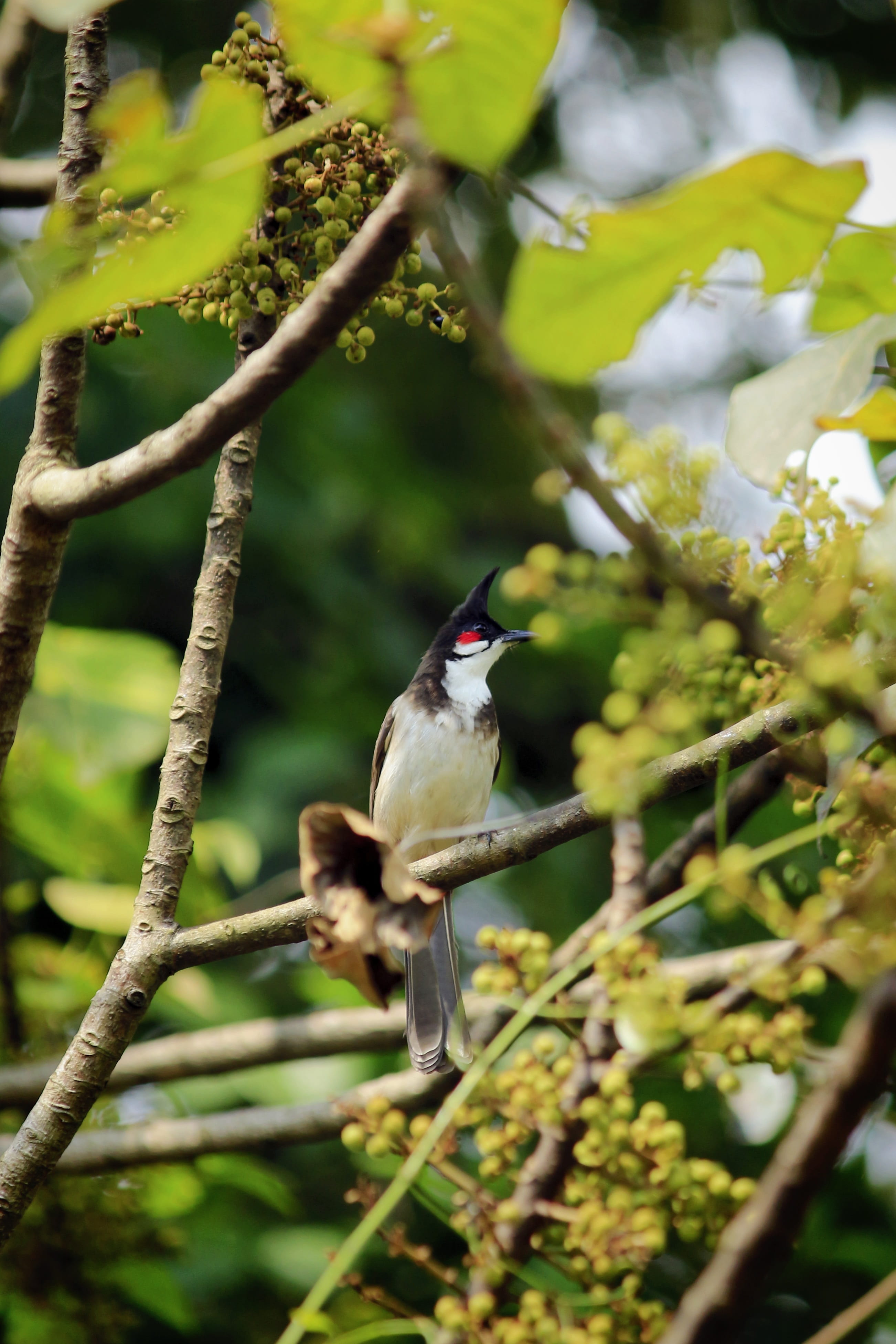 outdoors, nature, leaf, red-whiskered, plant part, wing, red-whiskered bulbul, animal themes, perching, wildlife, vertebrate, white, animal wildlife, natural, Phone HD Wallpaper
