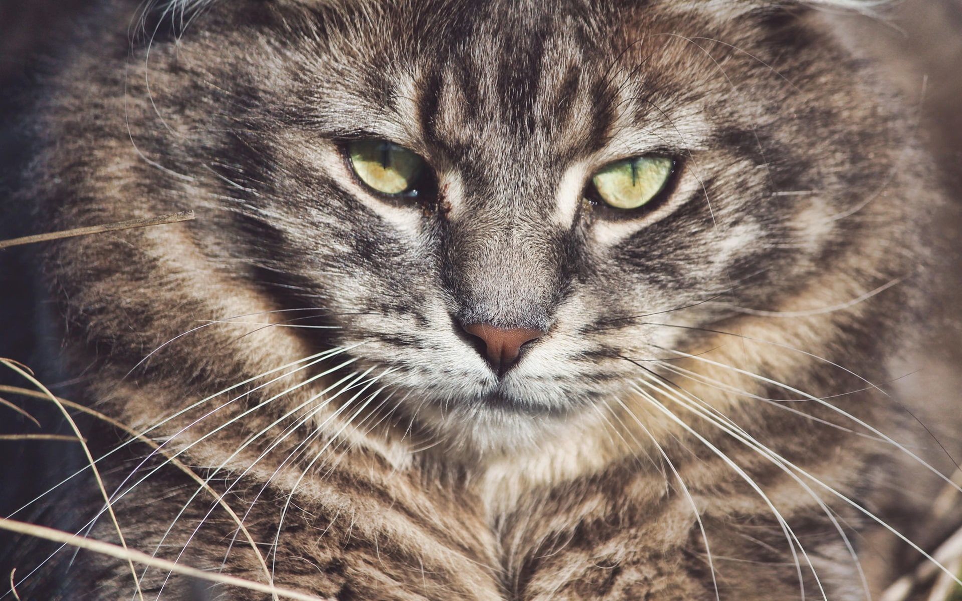 Wild, Eyes, Face, Cat, Whiskers, 1080P, HD Wallpaper