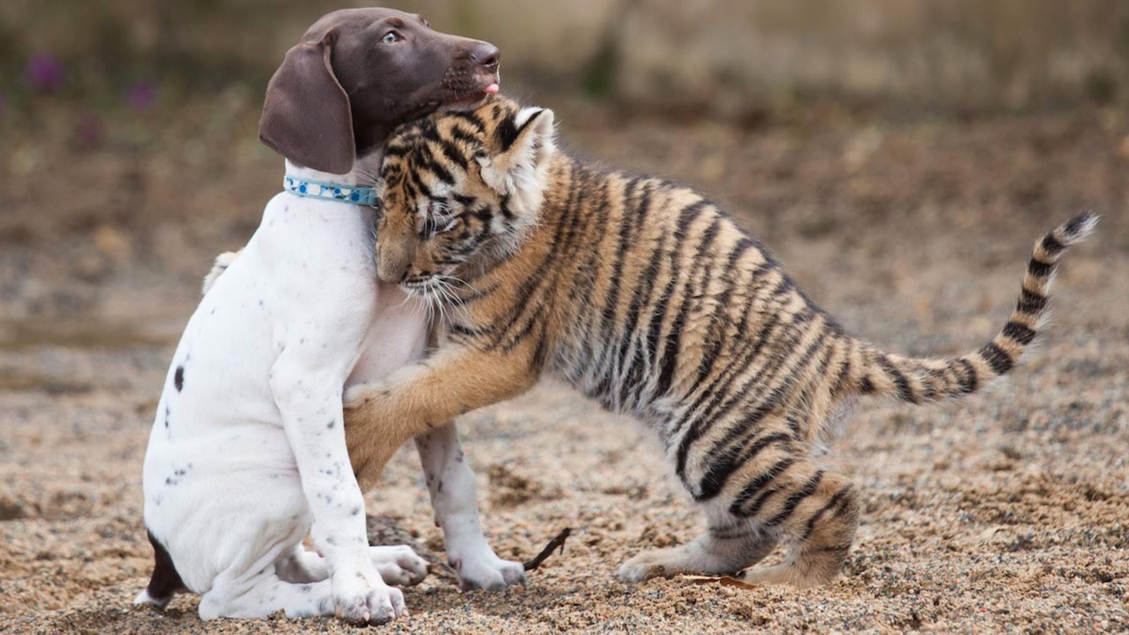 tiger, cute, 4K, cub, hug, puppy, HD Wallpaper