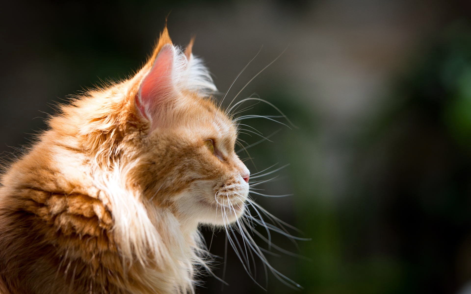 View, Furry, Side, Mustache, Cat, 1080P, HD Wallpaper