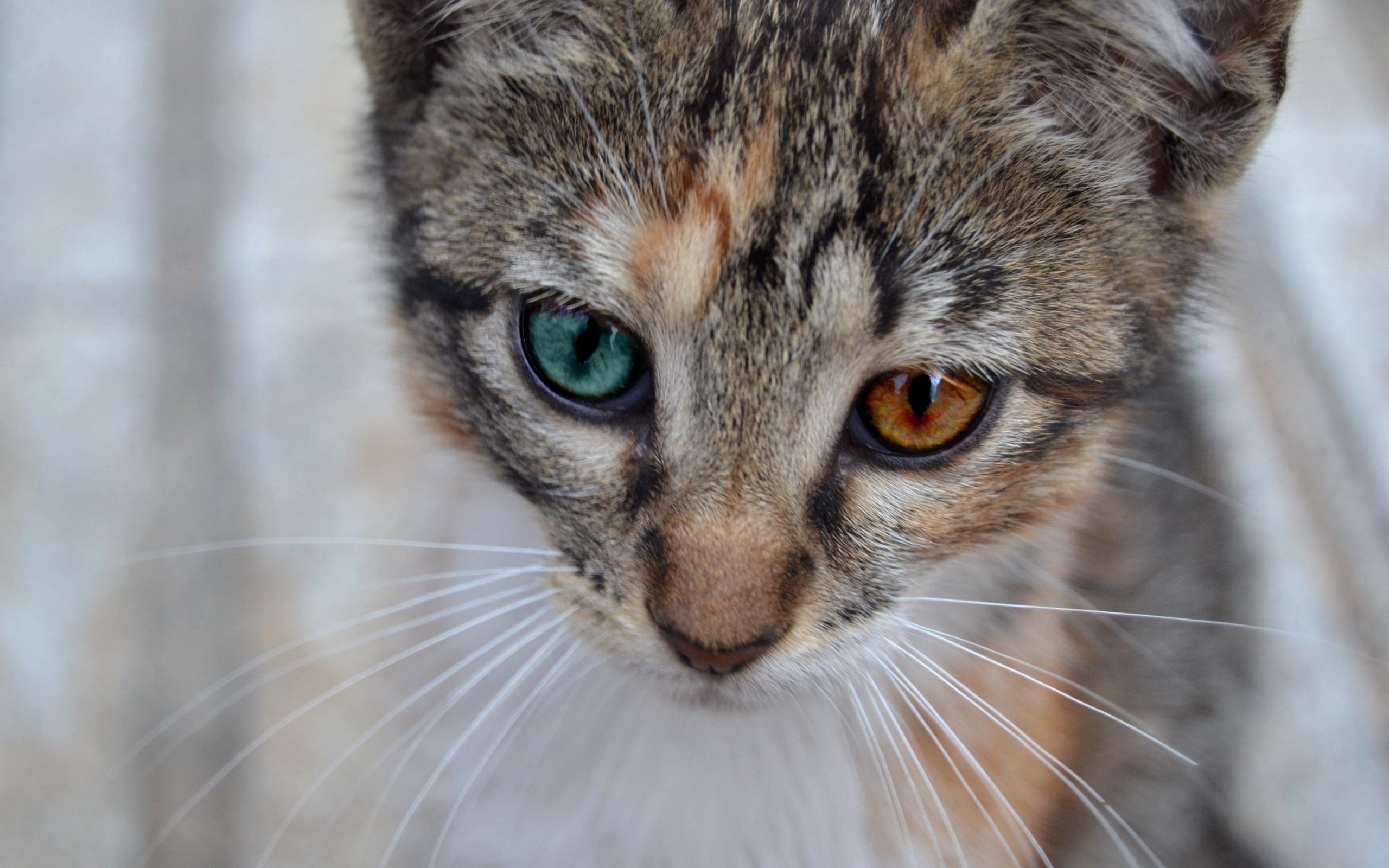 2K, Bokeh, Cat, Face, Whiskers, HD Wallpaper