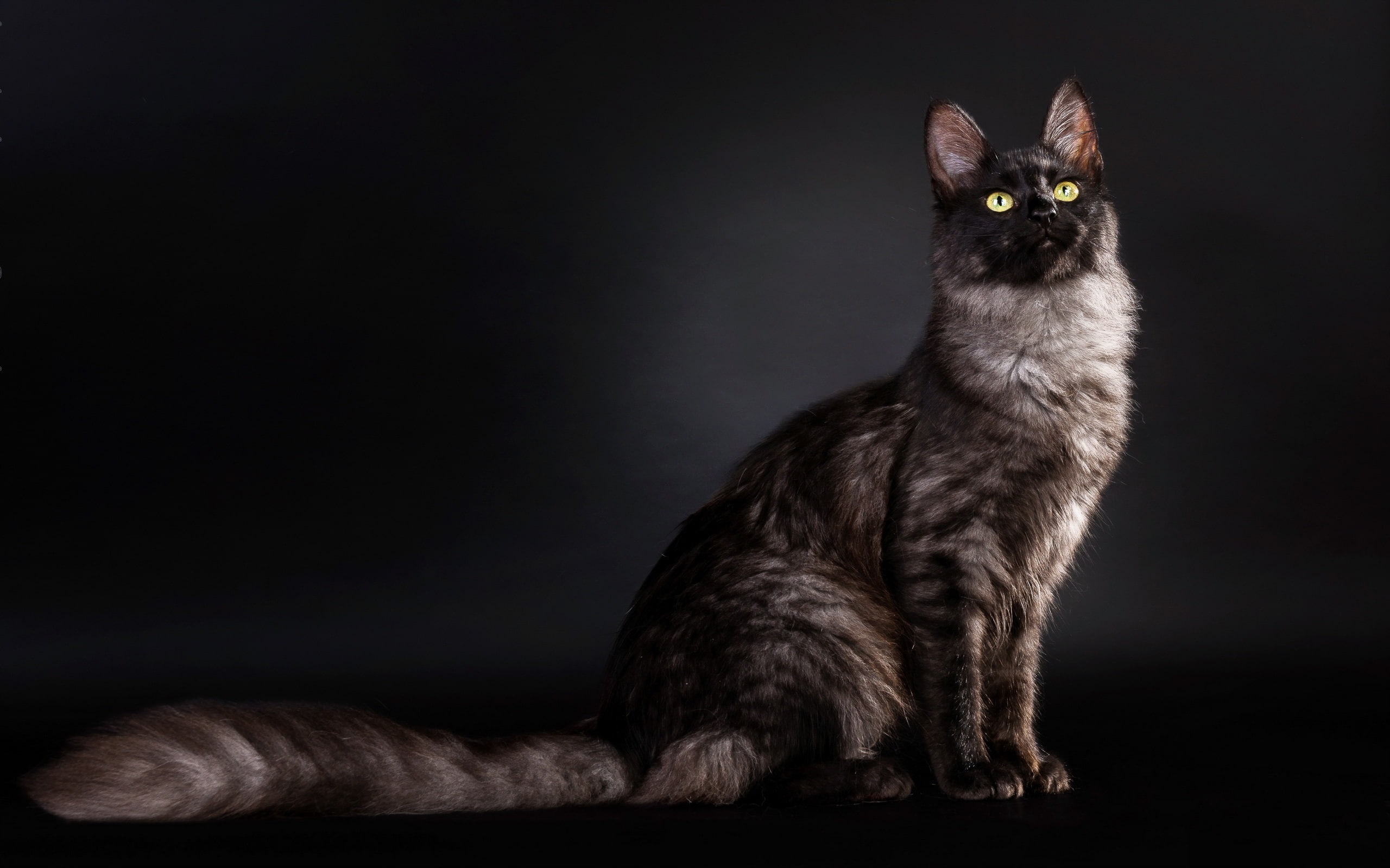 View, Background, Side, Cat, Black, 2K, HD Wallpaper