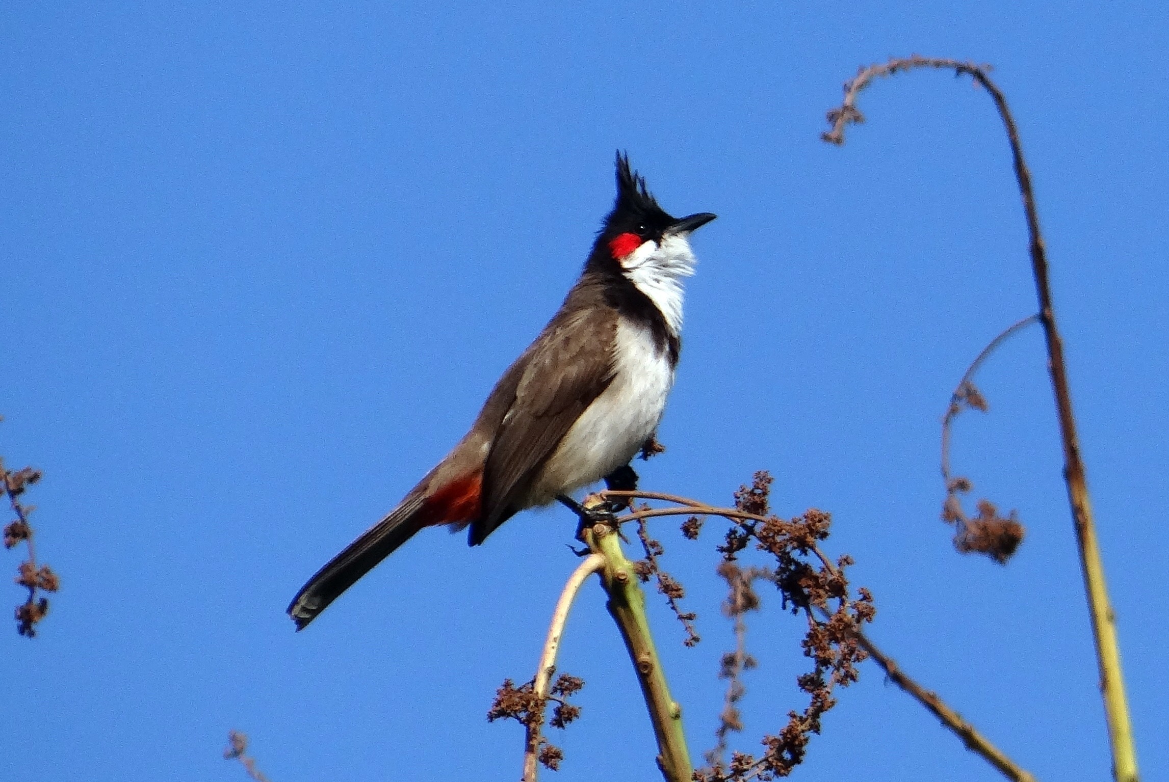 animal, animals in the wild, blue, animal themes, no people, low angle view, bird, perching, clear sky, sepoy bulbul, branch, red-whiskered bulbul, dharwad, HD Wallpaper