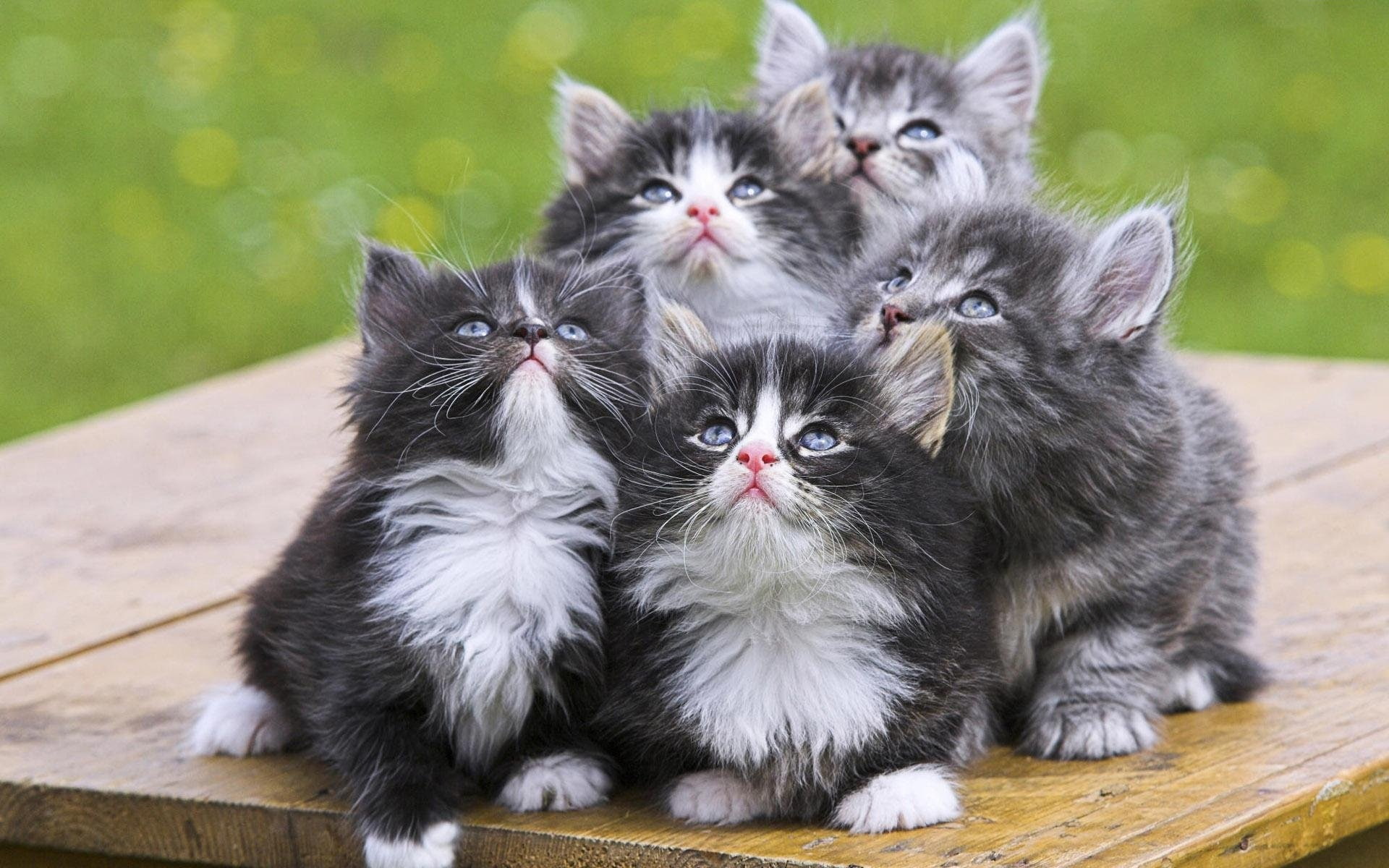Kitten, 1080P, Look, kittens, HD Wallpaper