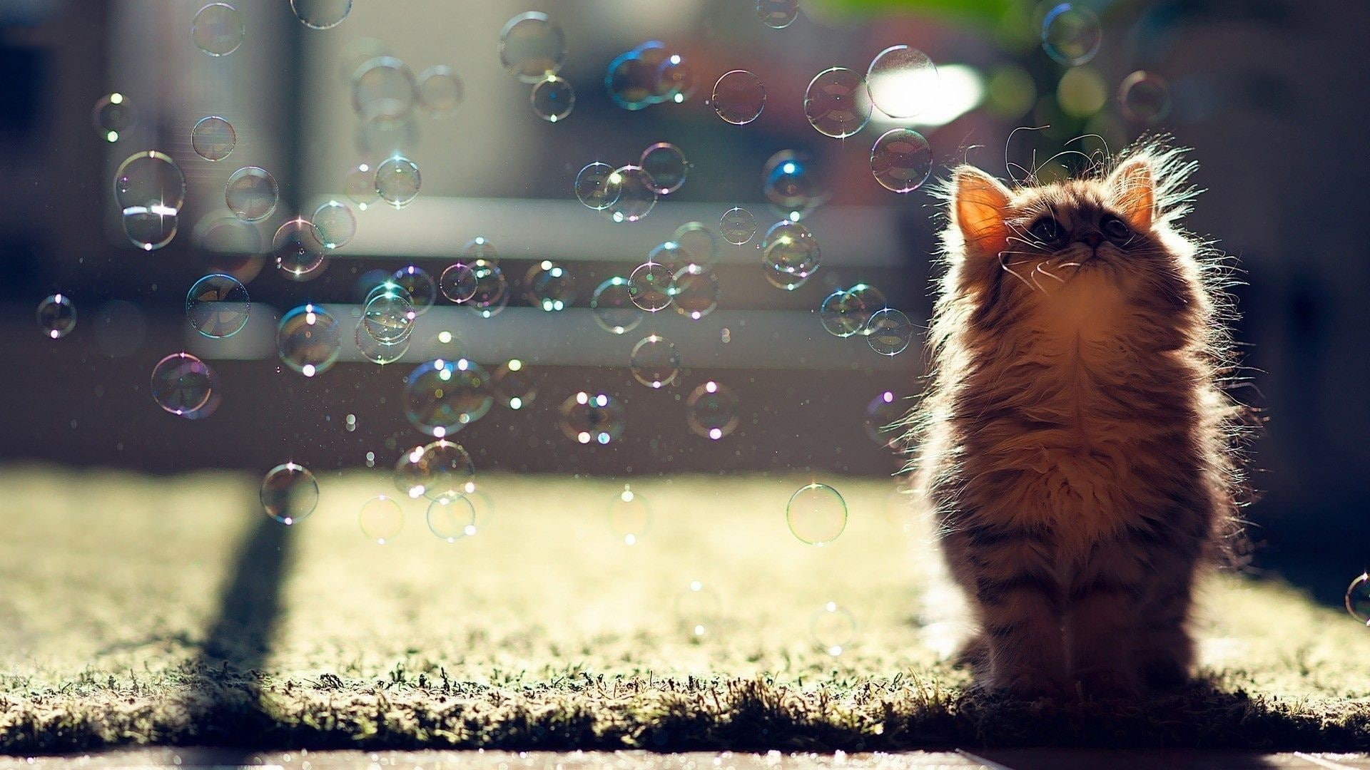 1080P, whiskers, kitten, bubbles, snout, sunlight, cat, HD Wallpaper