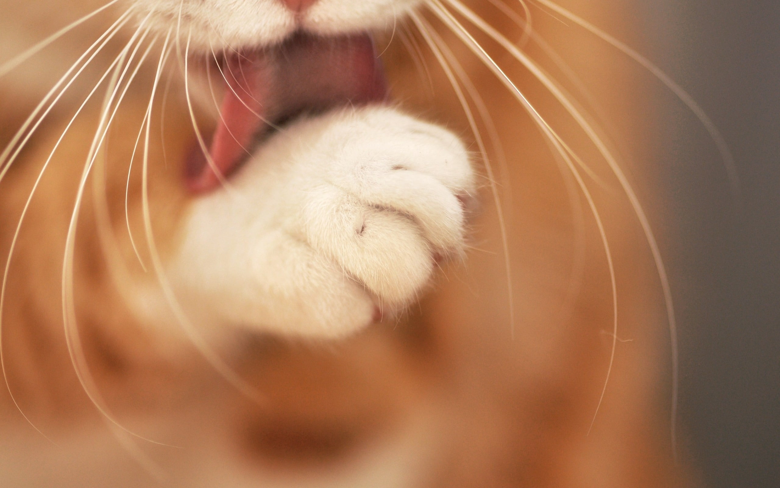 animal Eye, animal Head, young Animal, 2K, animal Hair, animal Nose, paw, portrait, animals And Pets, animal, fluffy, indoors, wash, close-up, tongue, HD Wallpaper