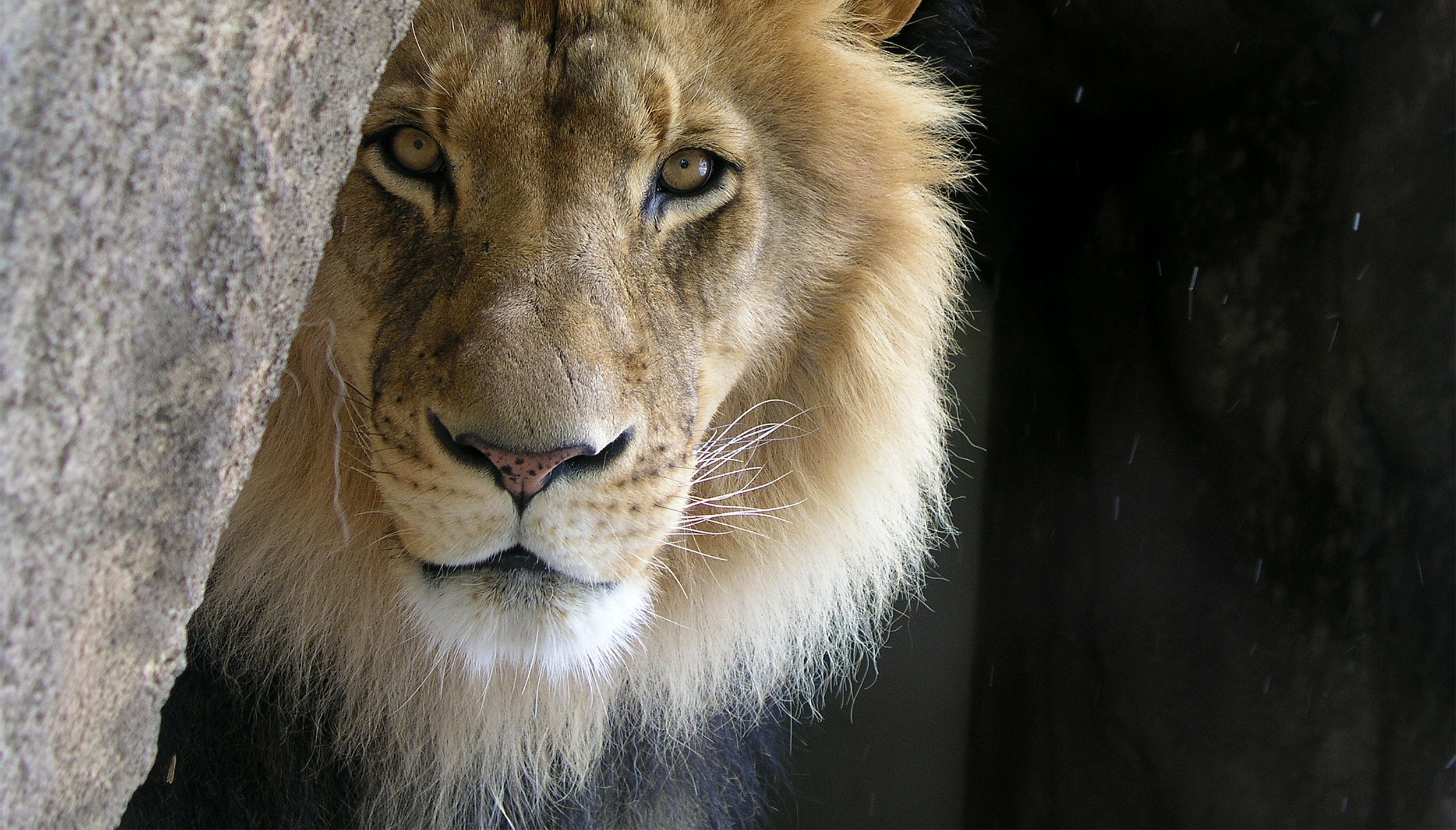 feline, king, day, focus on foreground, gray, mane, cat, animal eye, lion, mammal, pavement, no people, jungle, lion - feline, animal head, the king, one animal, HD Wallpaper