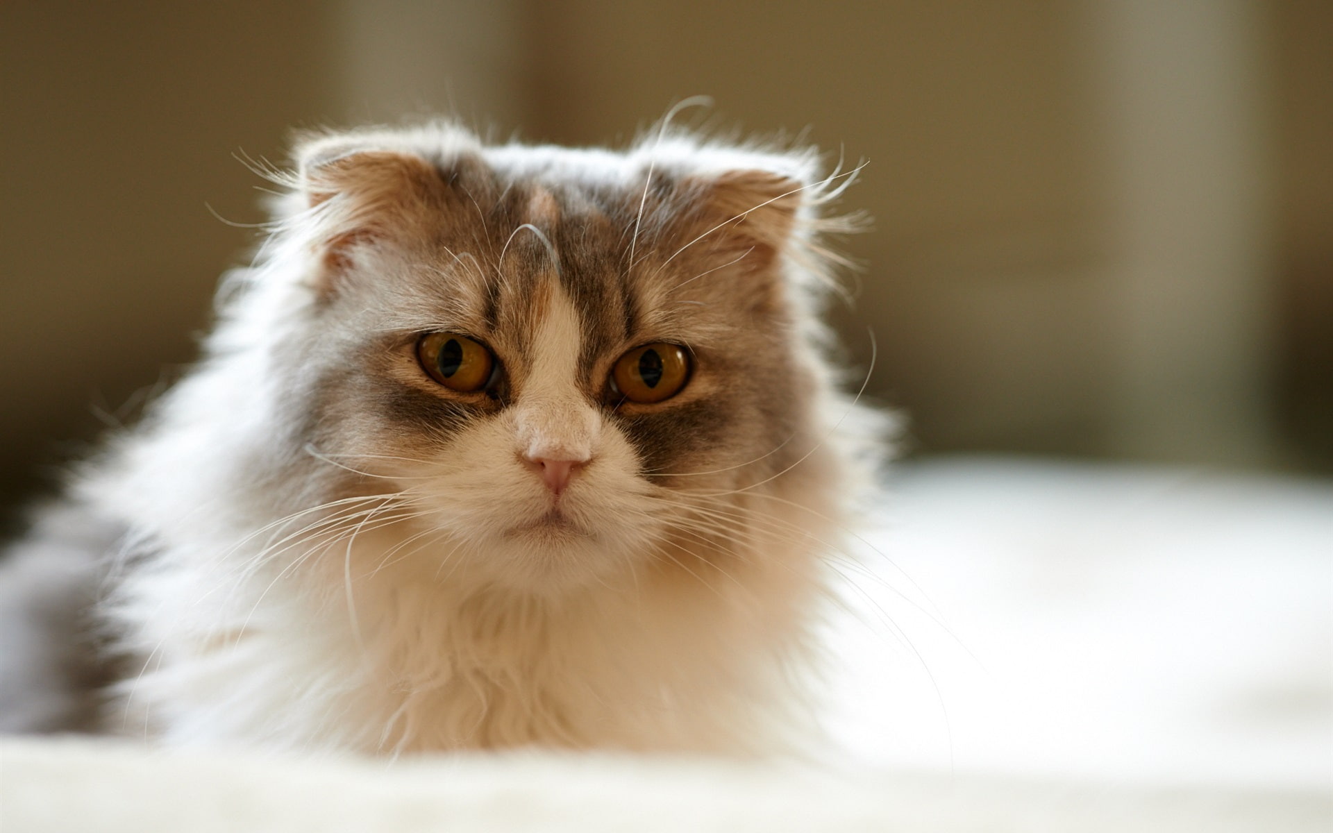 Cat, House, 1080P, Whiskers, Fluffy, HD Wallpaper