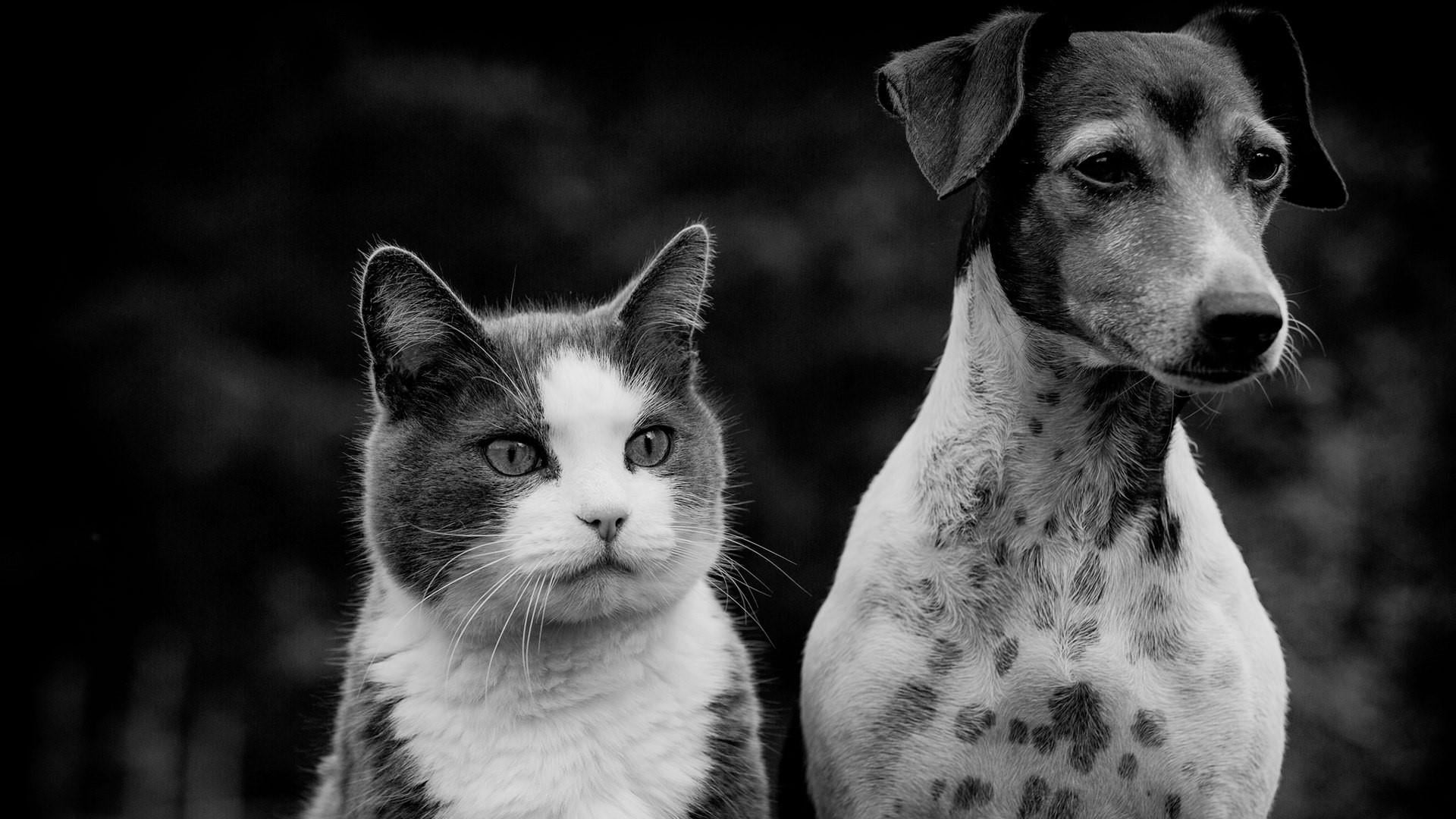 domestic animals, pets, one animal, animal head, black and white, black background, domestic, vertebrate, animal, no people, animal family, monochrome, HD Wallpaper
