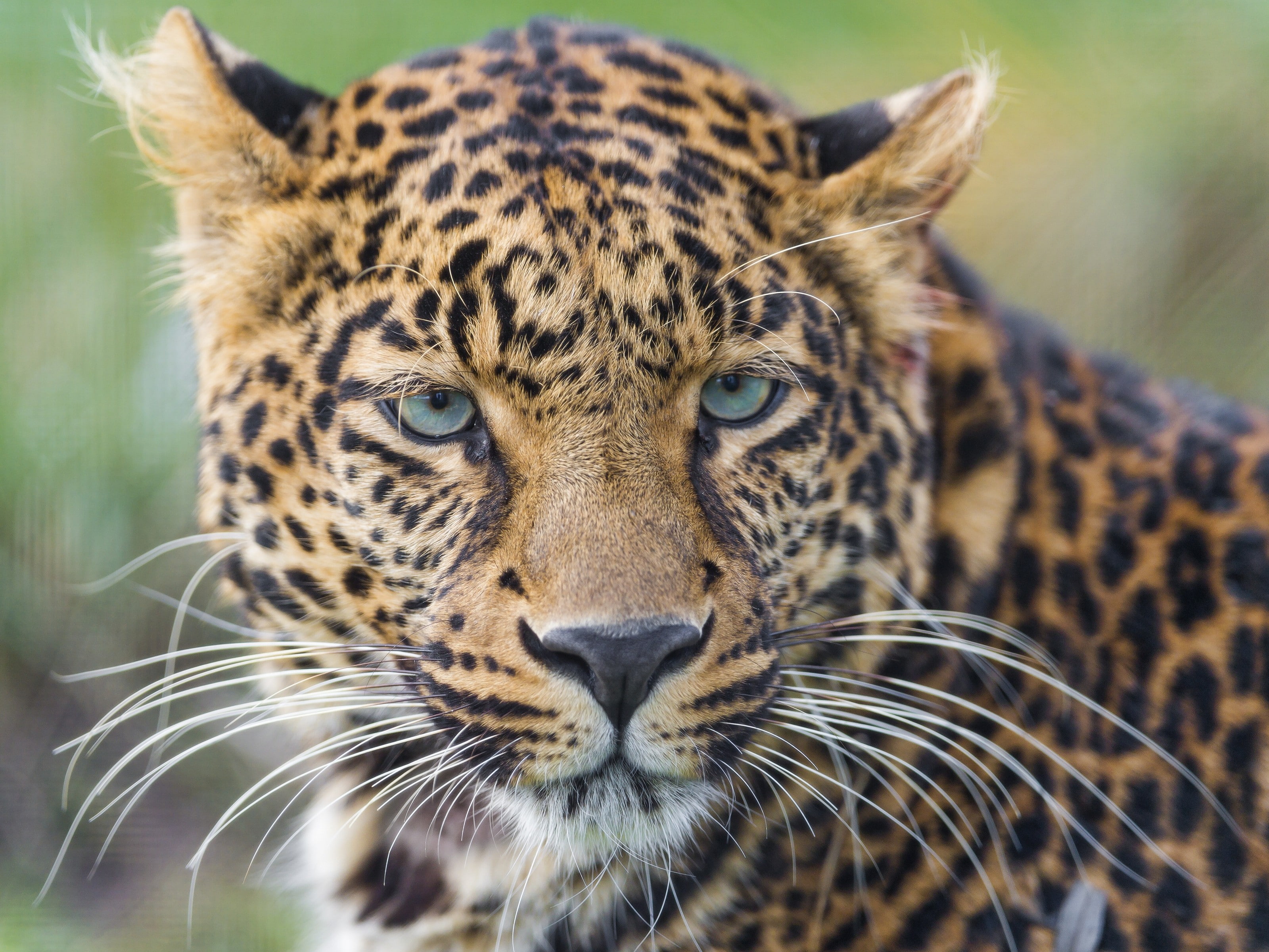 2K, portrait, whiskers, cheetah, muzzle, cat, Leopard, brown, wild cat, wild, black, eyes, HD Wallpaper