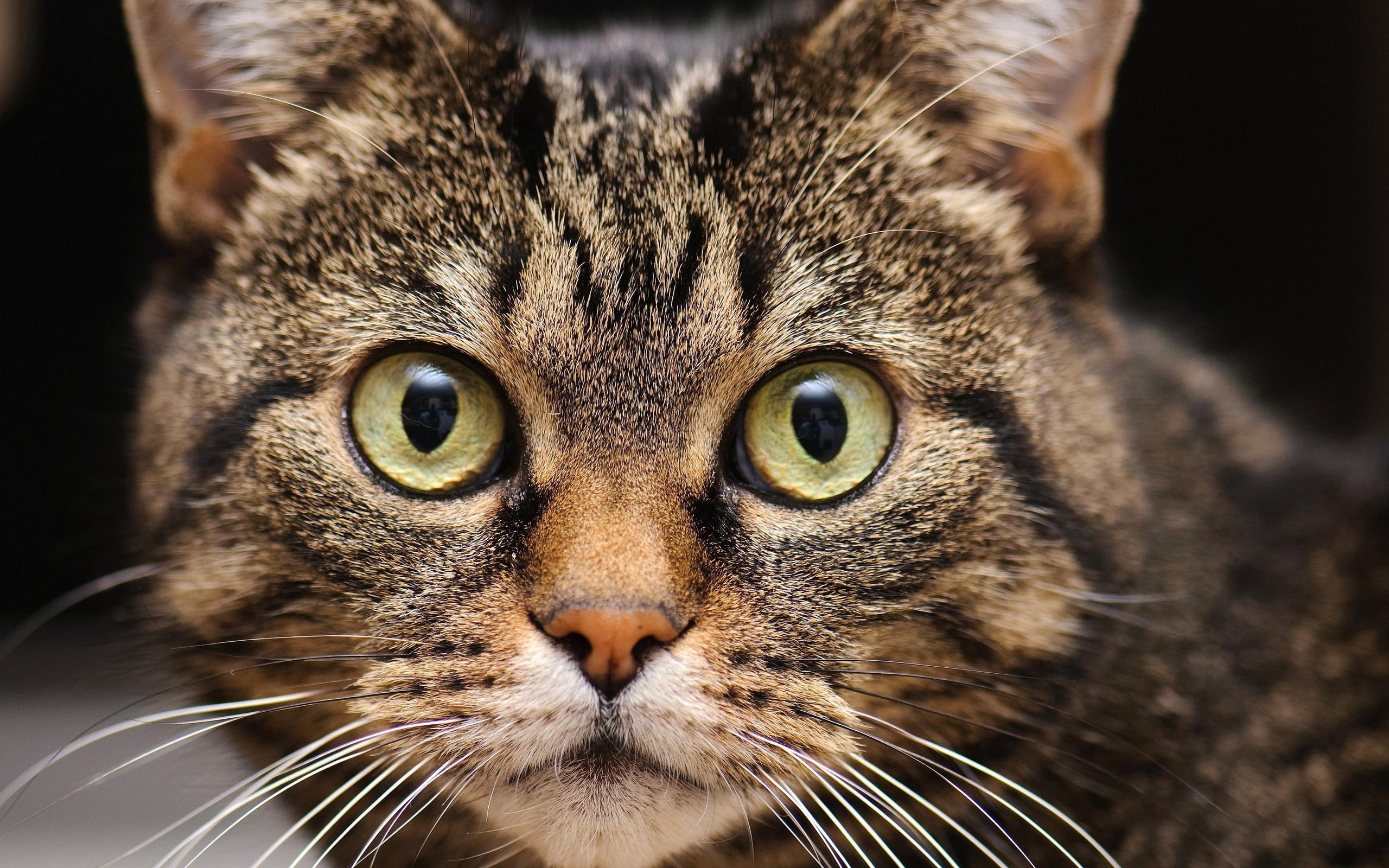 2K, muzzle, eyes, cat, whiskers, HD Wallpaper