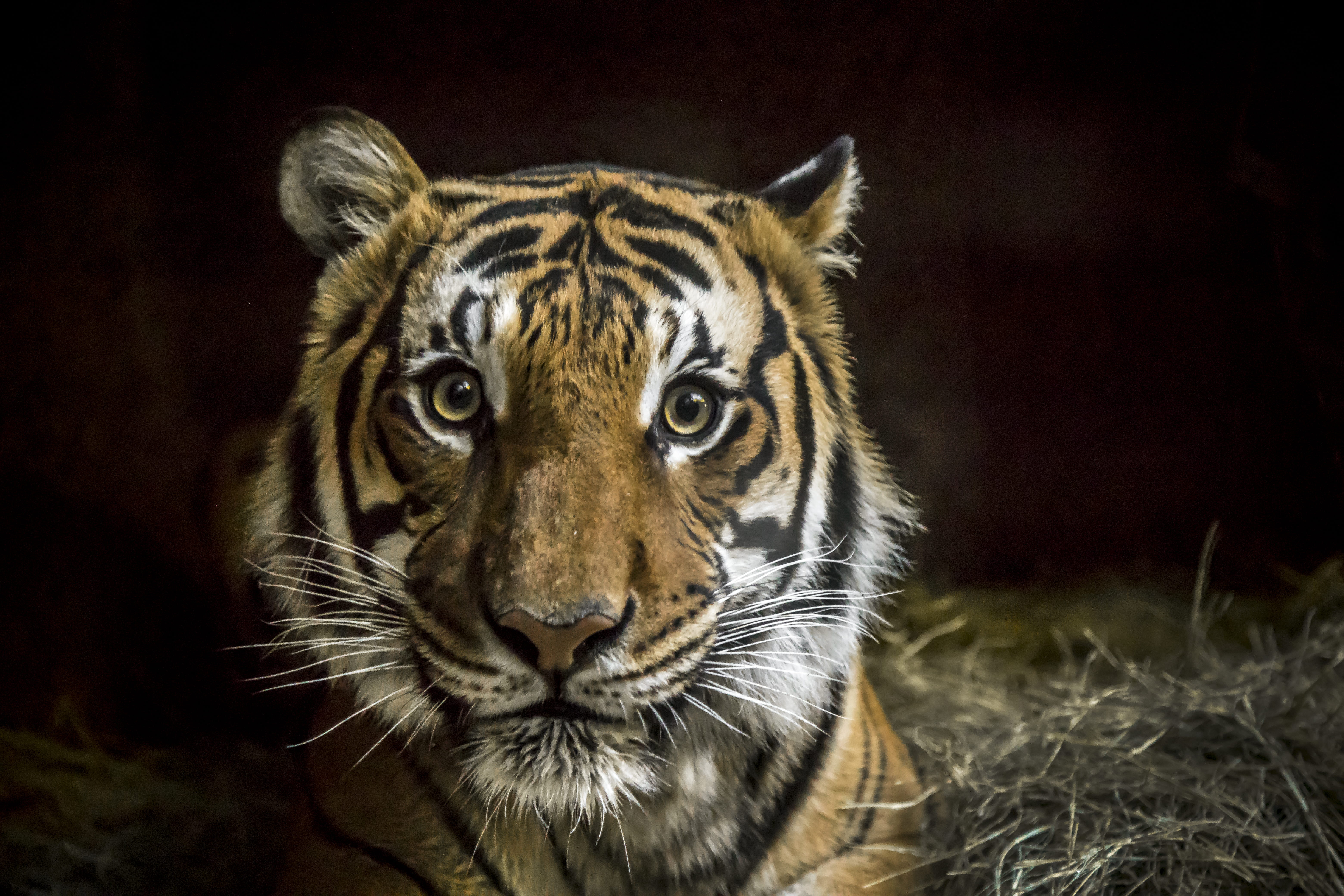 big cat, photo, animals in the wild, one animal, animal eye, animal, bengal, striped, close-up, aggression, malayan tiger, background, whisker, portrait, HD Wallpaper
