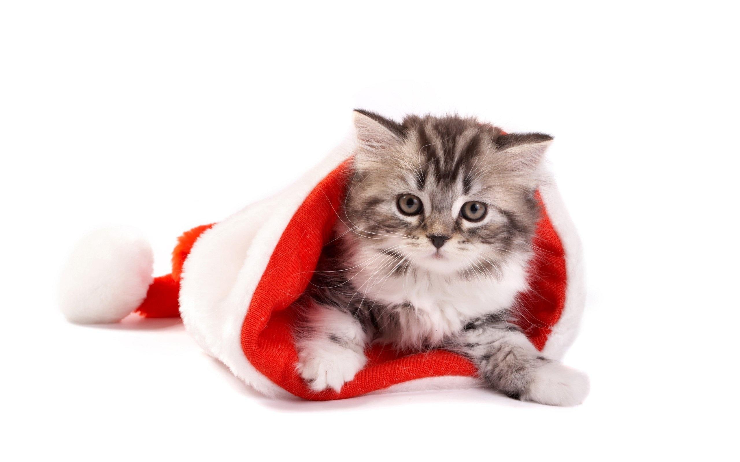 paw, s, whiskers, town, animals, cute, coming, 2K, santa, HD Wallpaper