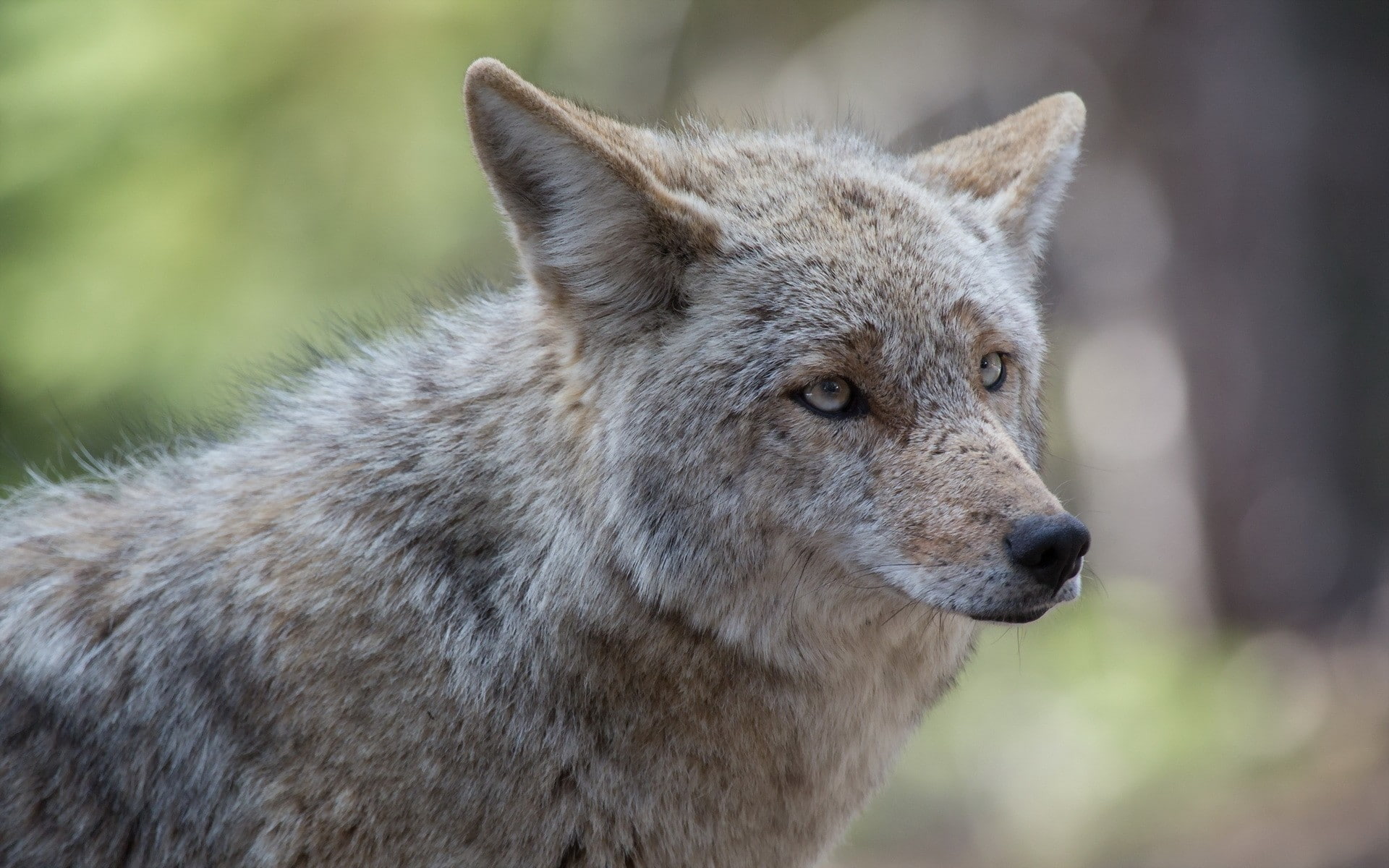 animals, wolf, mammals, 1080P, wildlife, HD Wallpaper