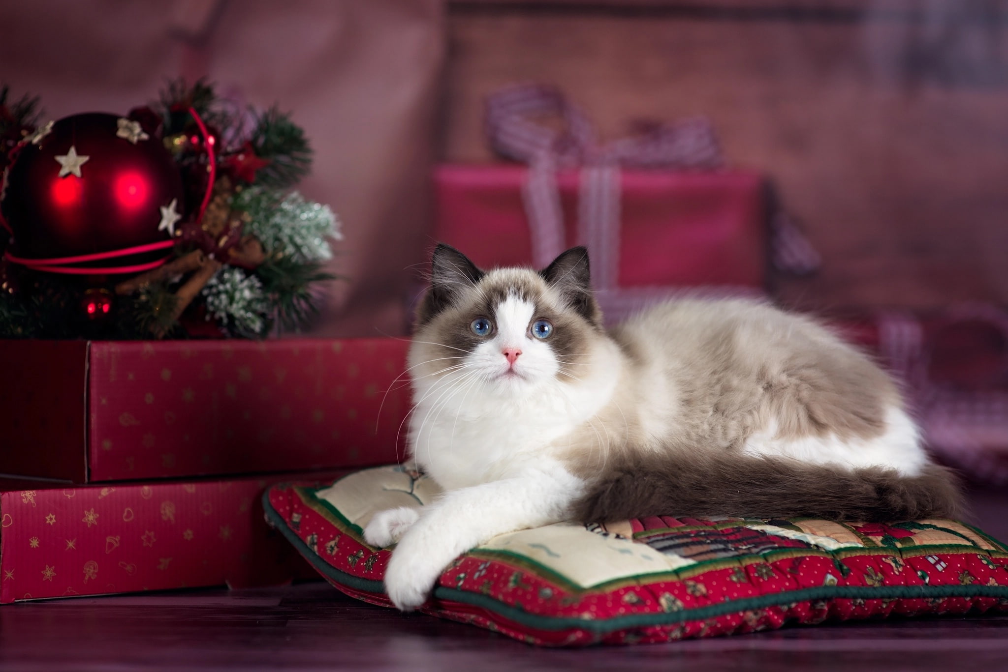 new year, 1080P, animal, gifts, Christmas, holiday, pillow, cat, ragdoll, box, HD Wallpaper