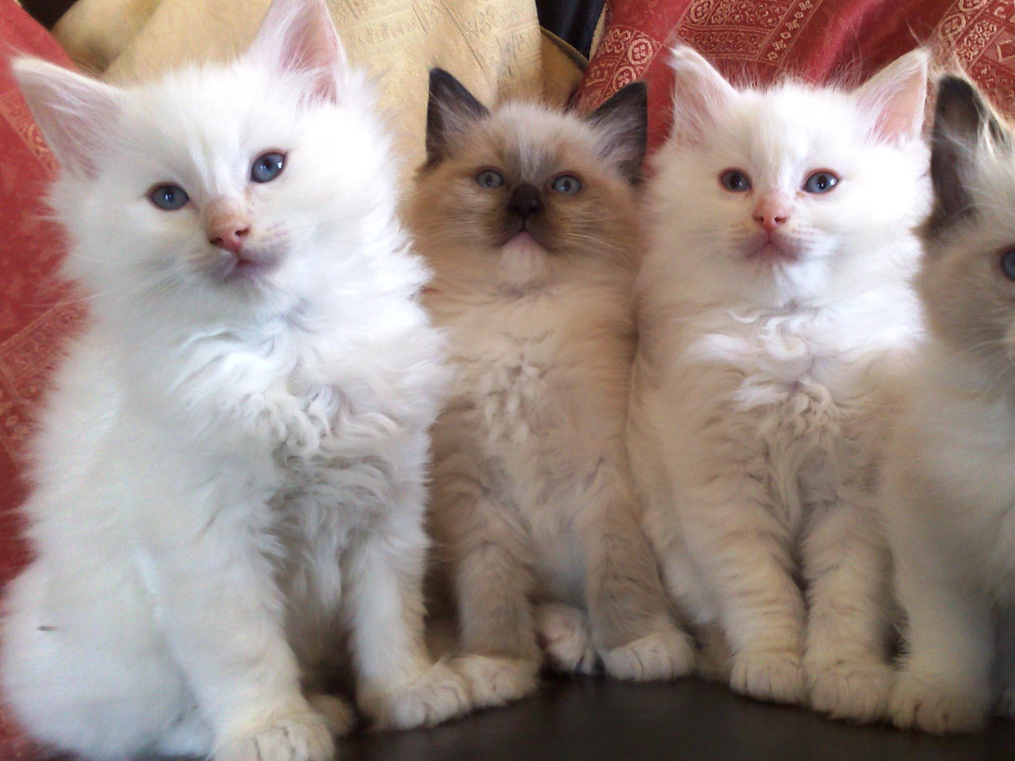 cute, 1080P, kitten, ragdoll, kittens, breed, animal, animals, HD Wallpaper