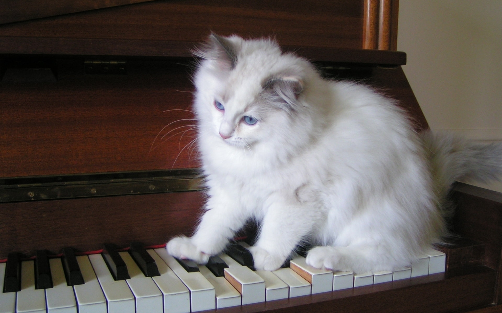 piano, 1080P, cute, tiny, ragdoll, tortie, playing, HD Wallpaper