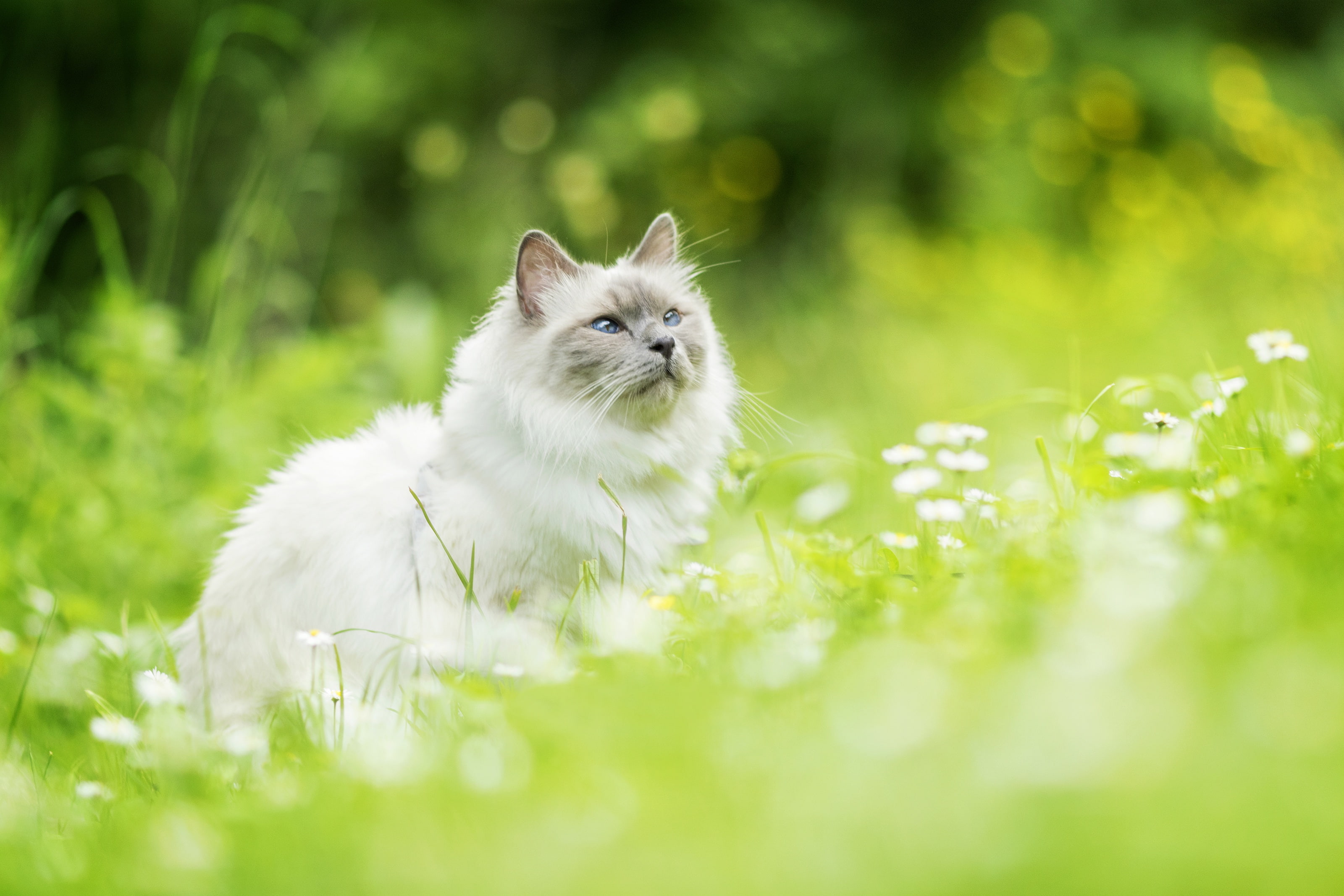 cat, Ragdoll, flowers, bokeh, 2K, HD Wallpaper