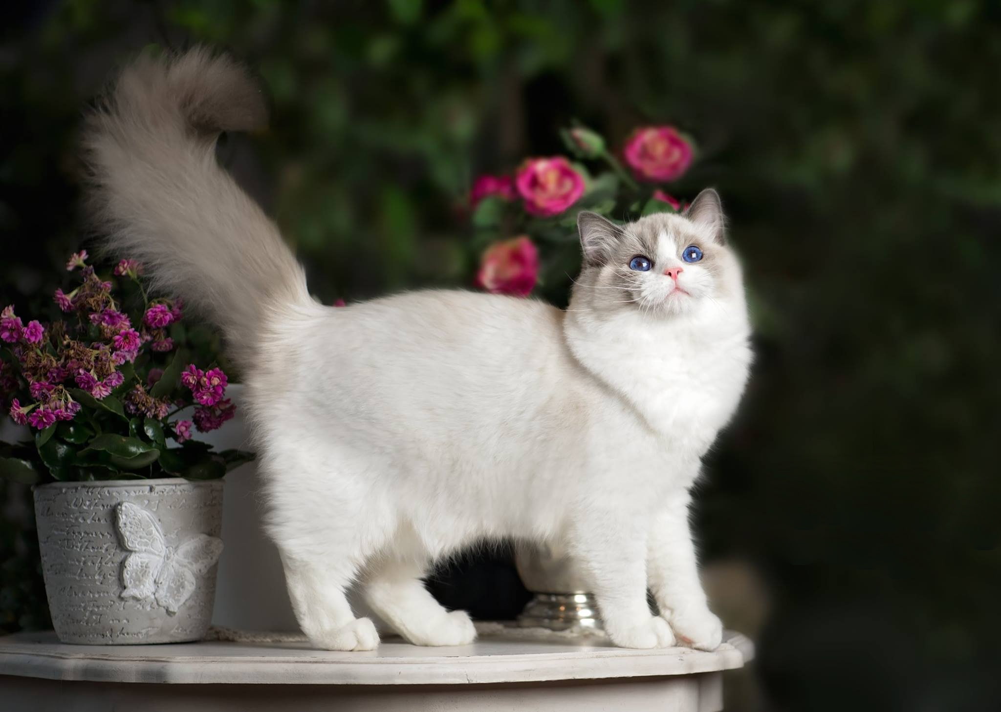 flowers, tail, cat, Ragdoll, 1080P, HD Wallpaper