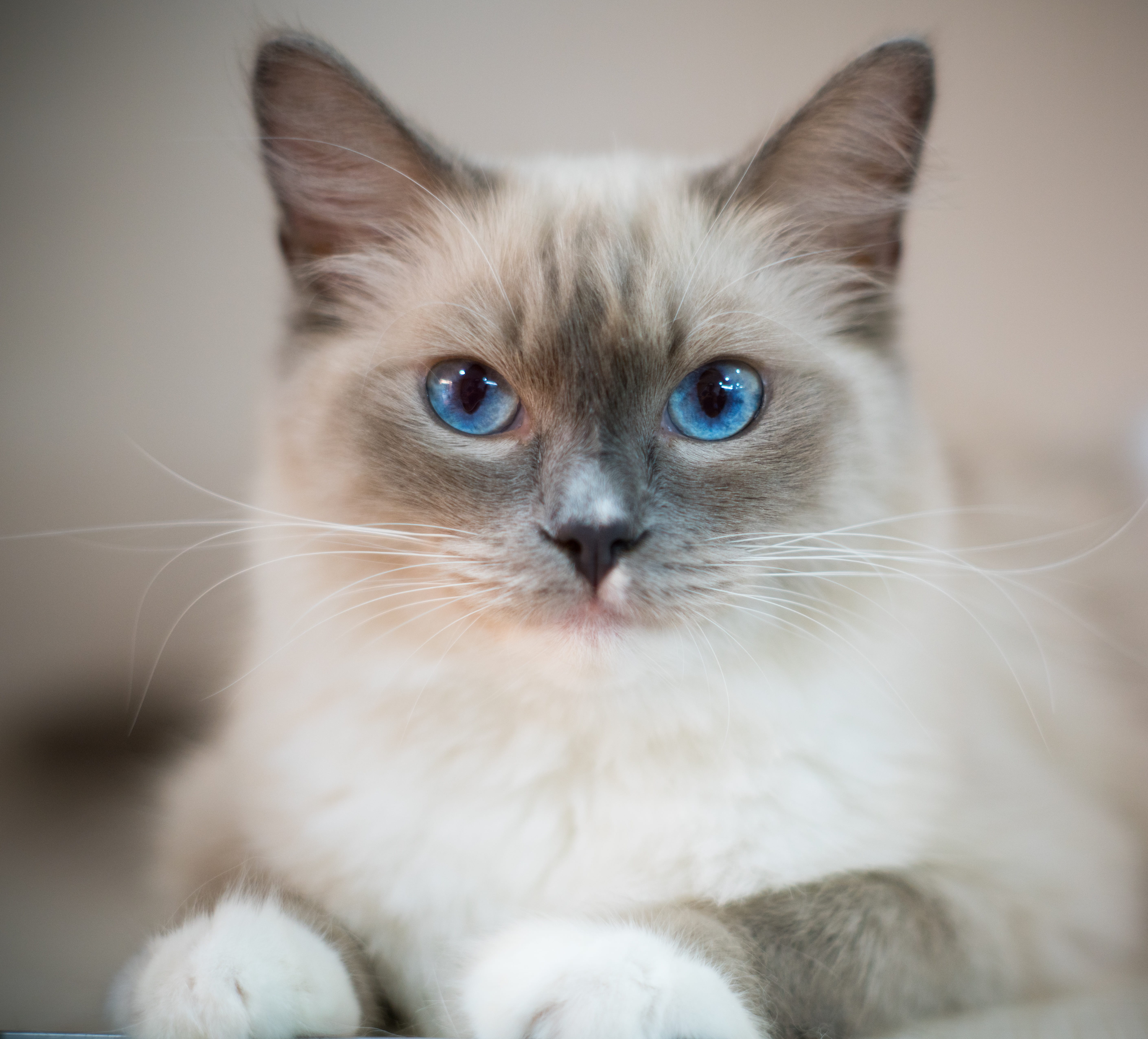indoors, domestic animals, animal body part, siamese, 5K, domestic cat, blue eyes, no people, blue eyes cat, eye, animal, whisker, feline, mammal, close-up, HD Wallpaper